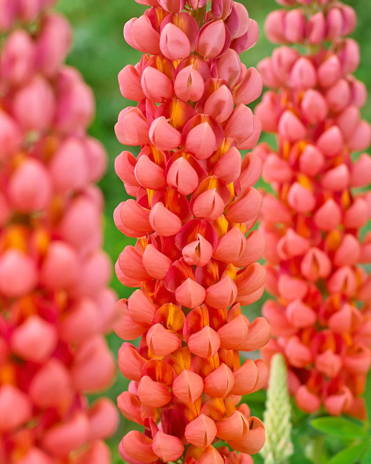 Lupinus 'Terracotta' - Image 2