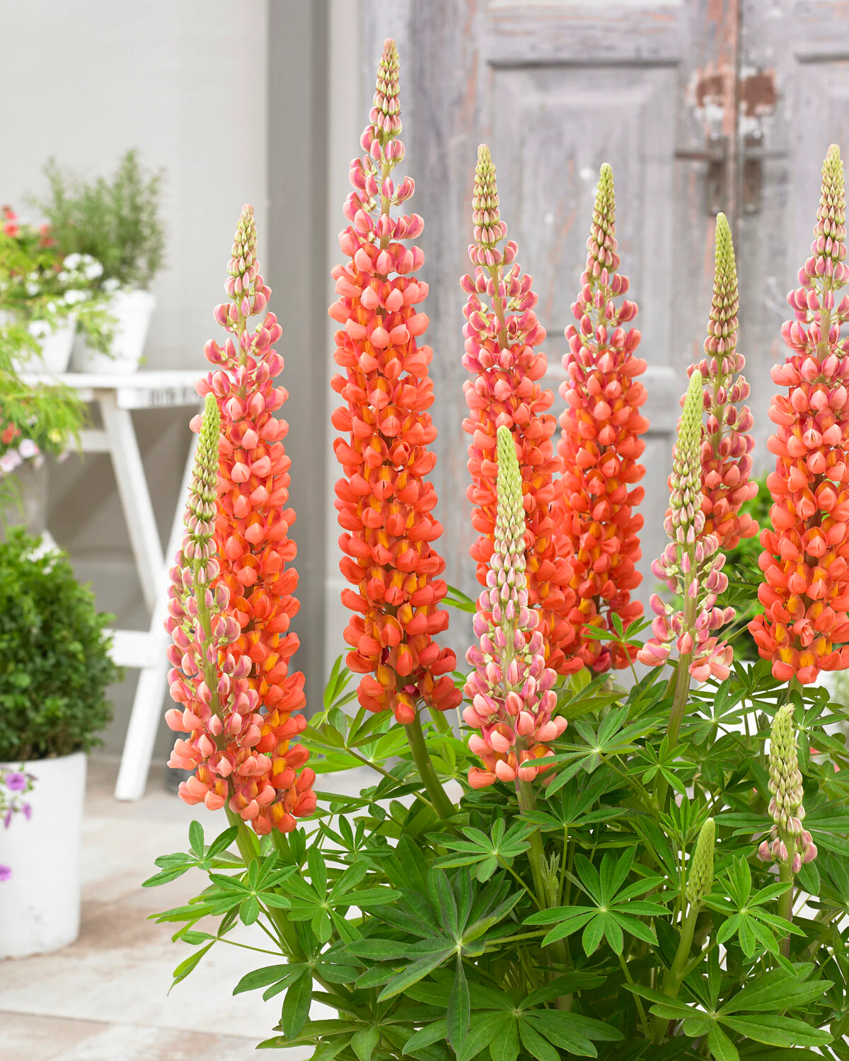 Lupinus 'Terracotta' - Image 4