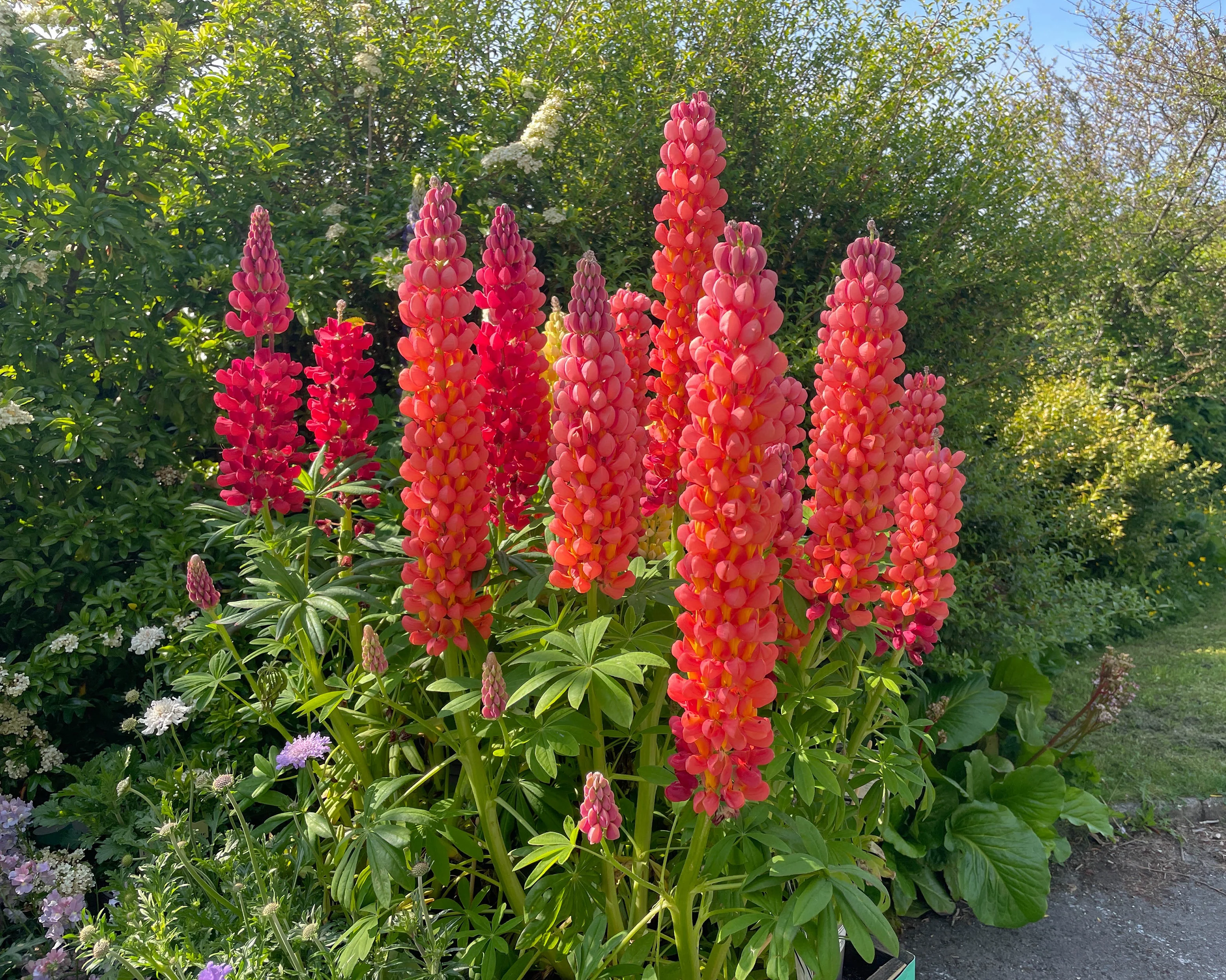 Lupinus 'Terracotta' - Image 7