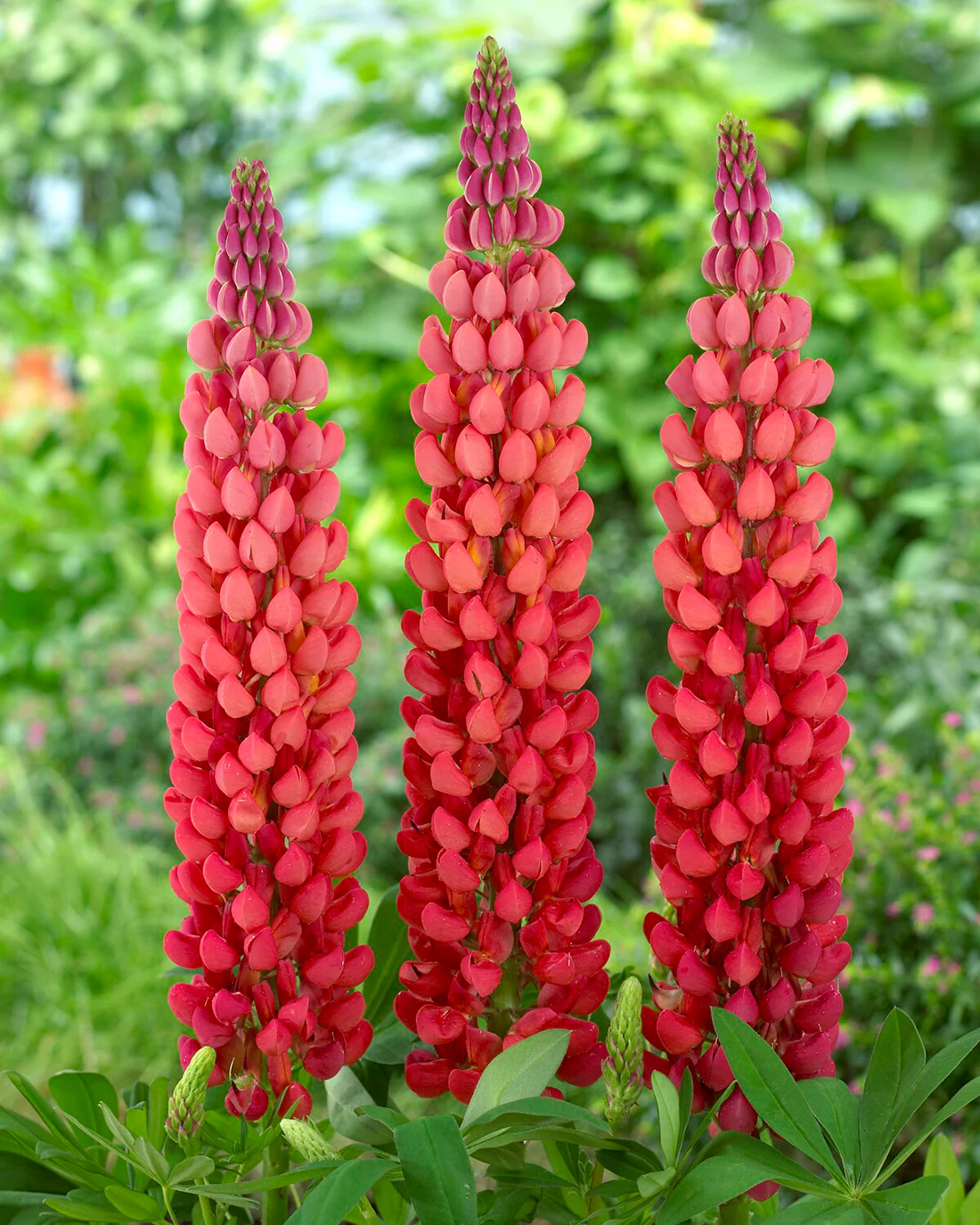 Lupinus 'Towering Inferno' - Image 6