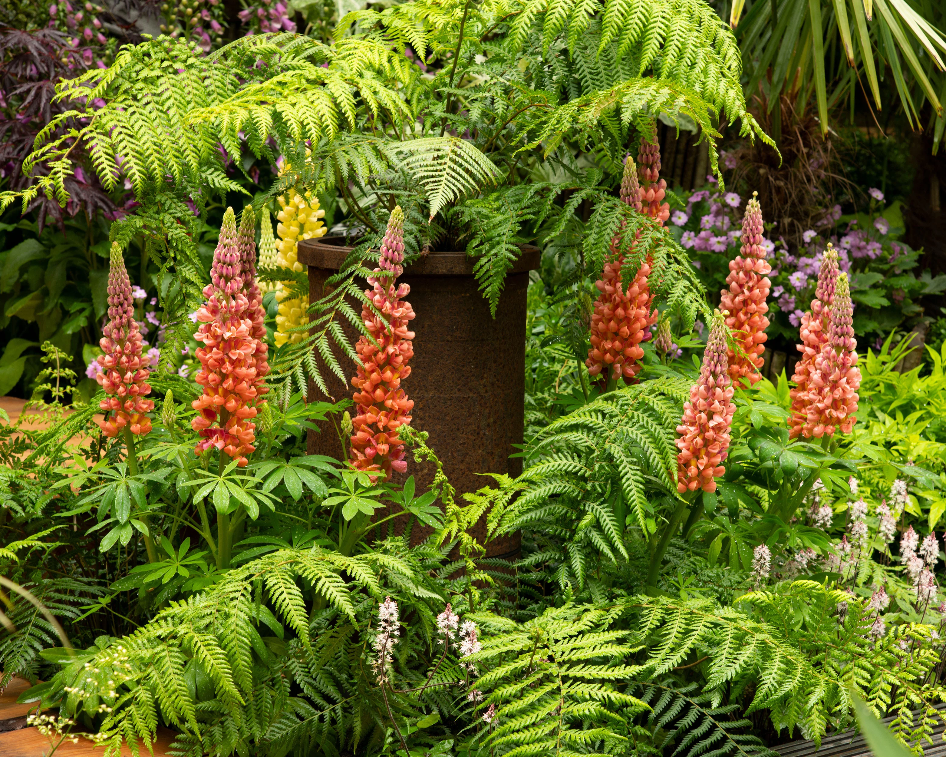 Lupinus 'Towering Inferno' - Image 7