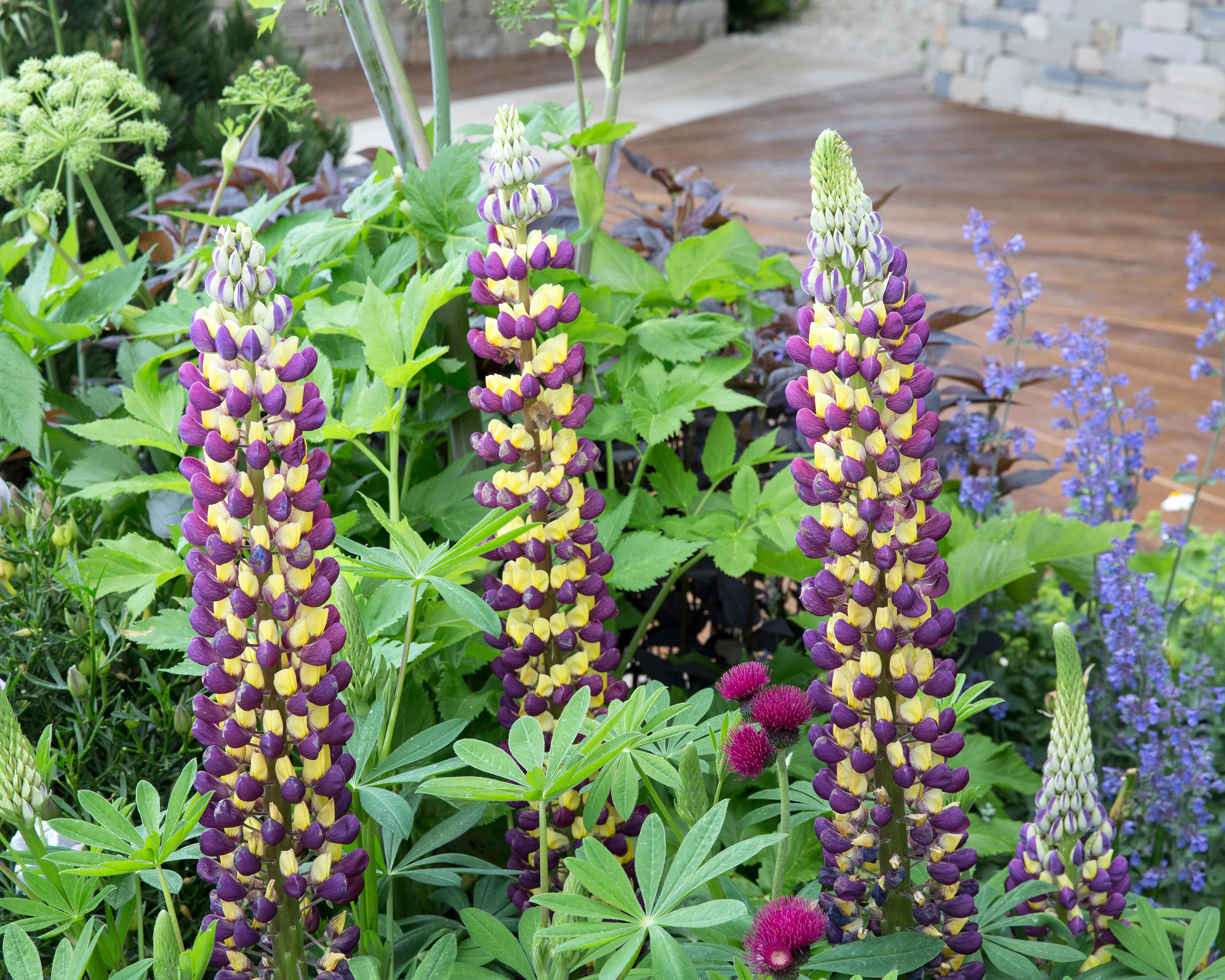 Lupinus 'Manhattan Lights' - Image 3