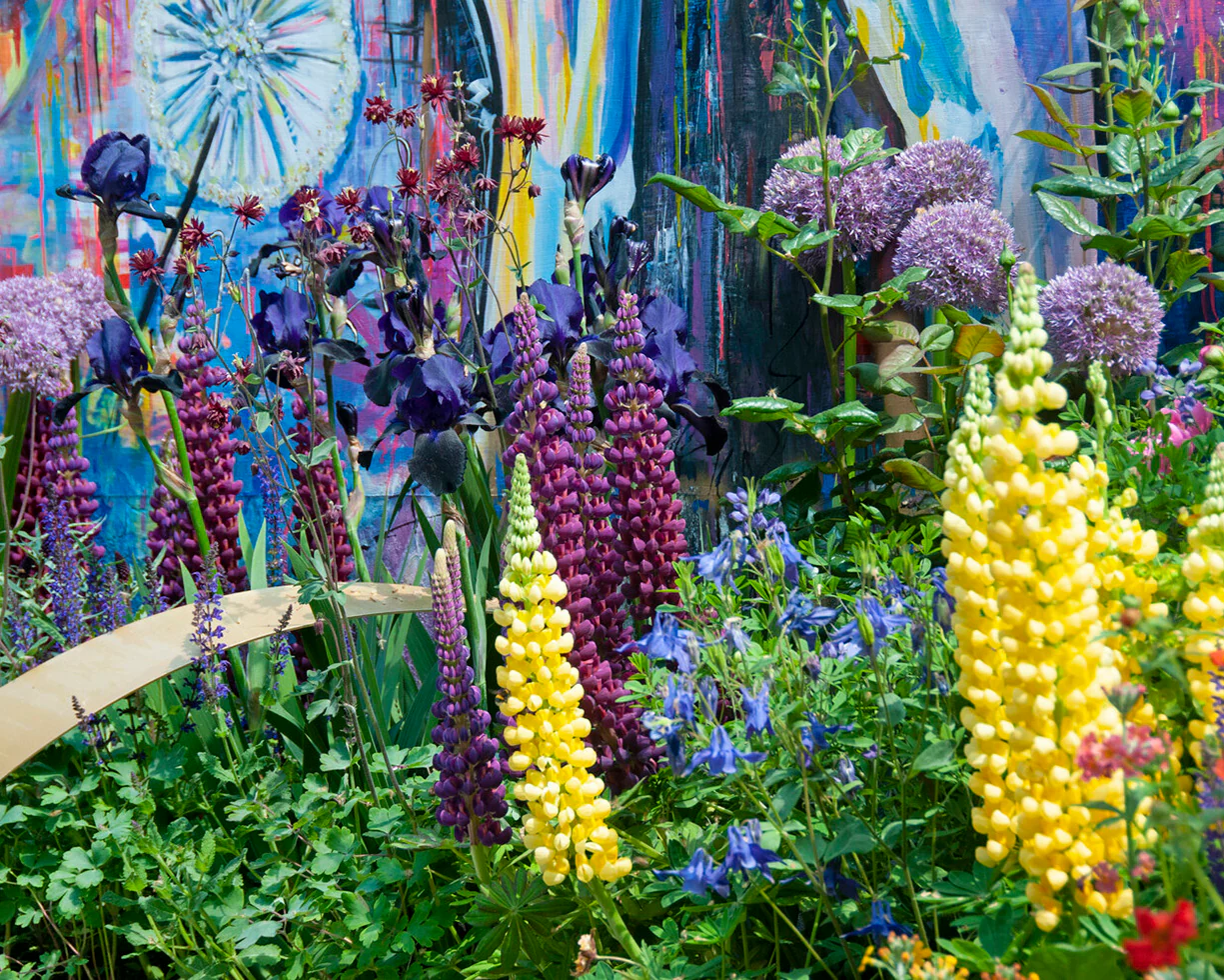 Lupinus 'Masterpiece' - Image 10