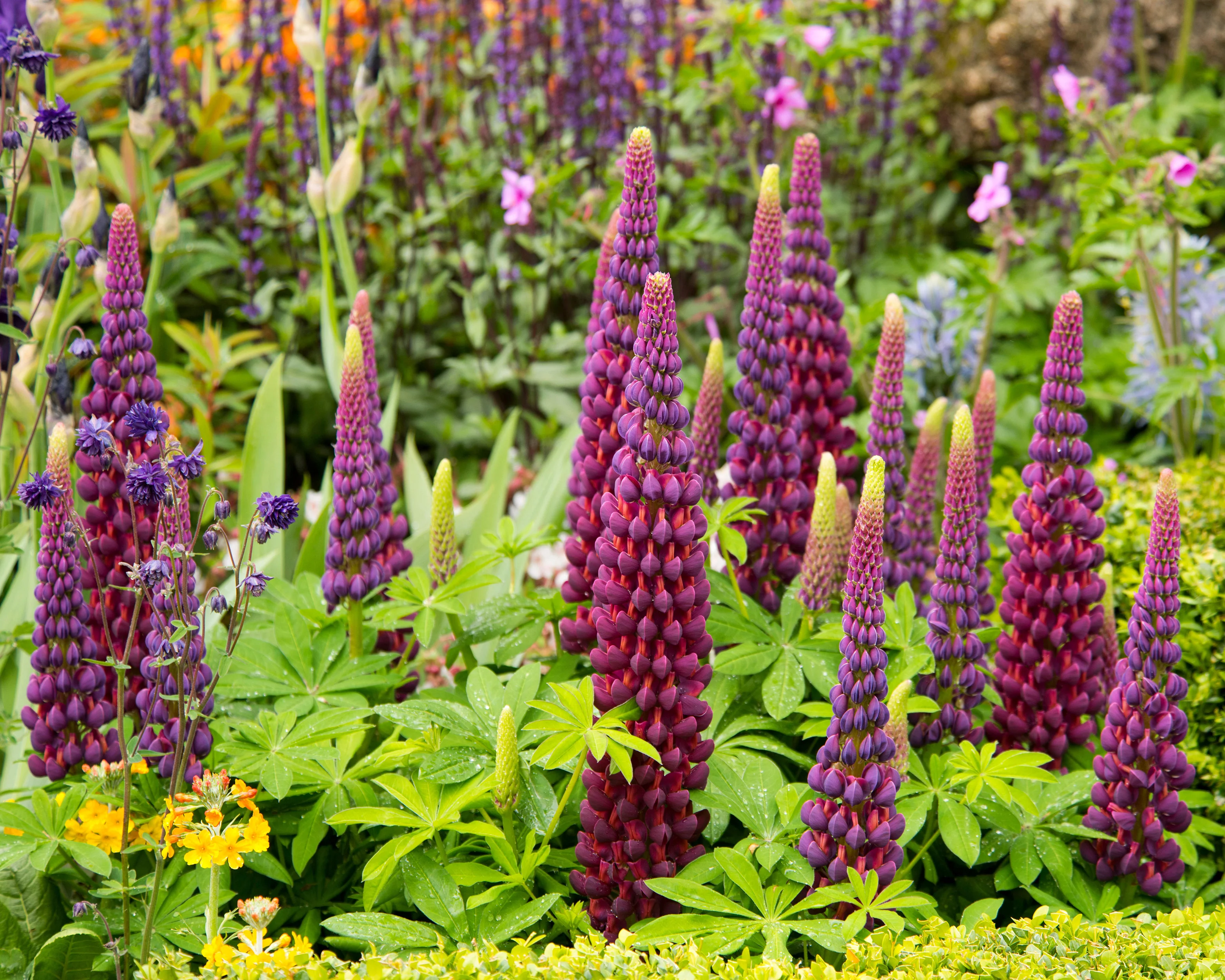 Lupinus 'Masterpiece' - Image 2
