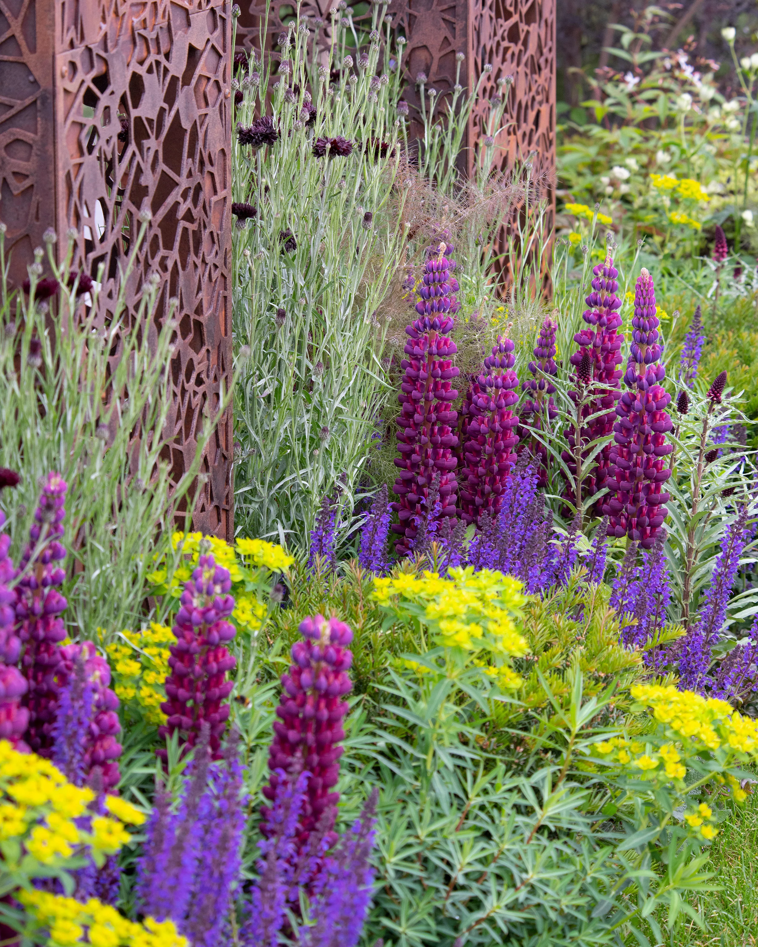 Lupinus 'Masterpiece' - Image 7