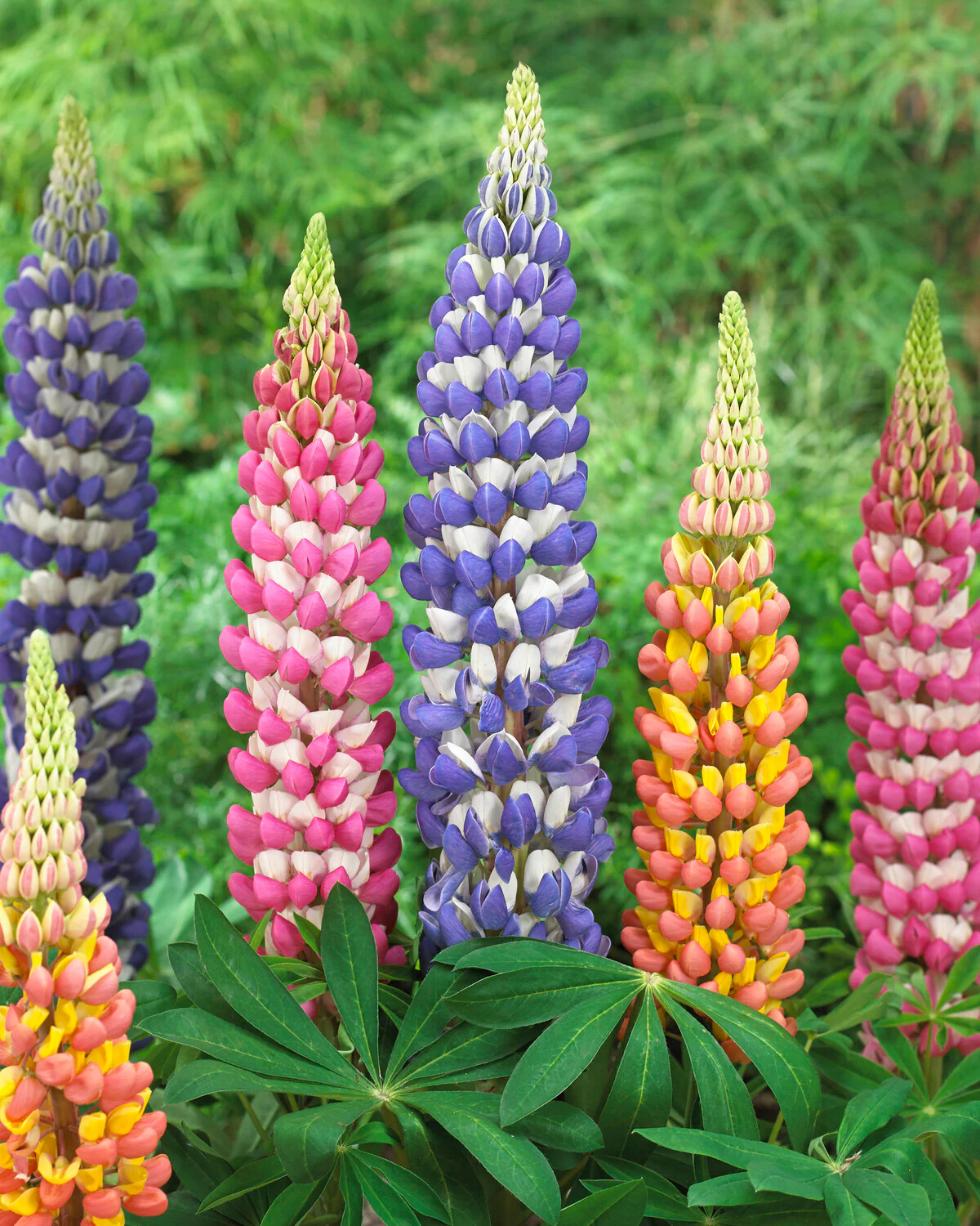 Lupinus 'Petal Pillars Mix'