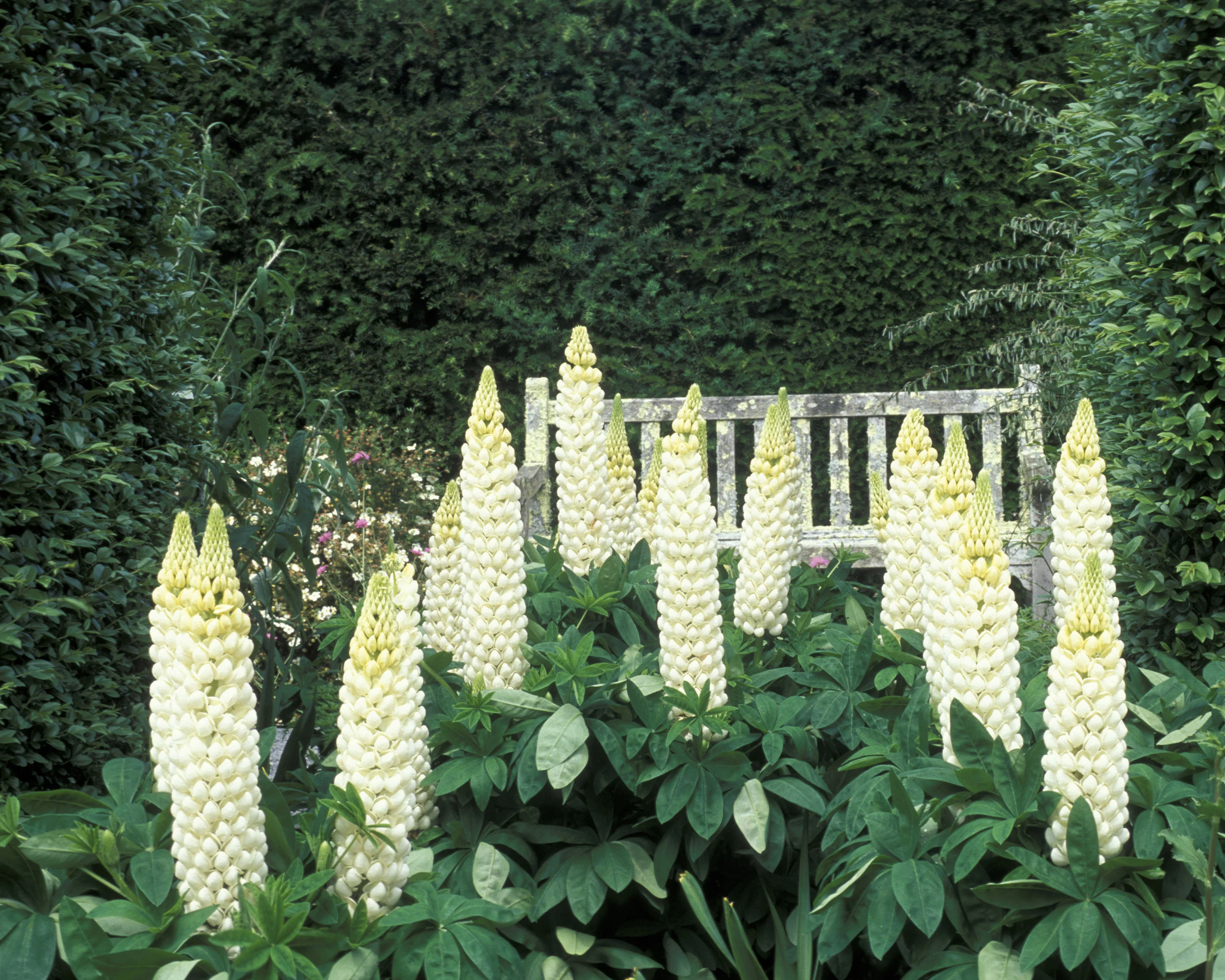 Lupinus 'Polar Princess' - Image 3