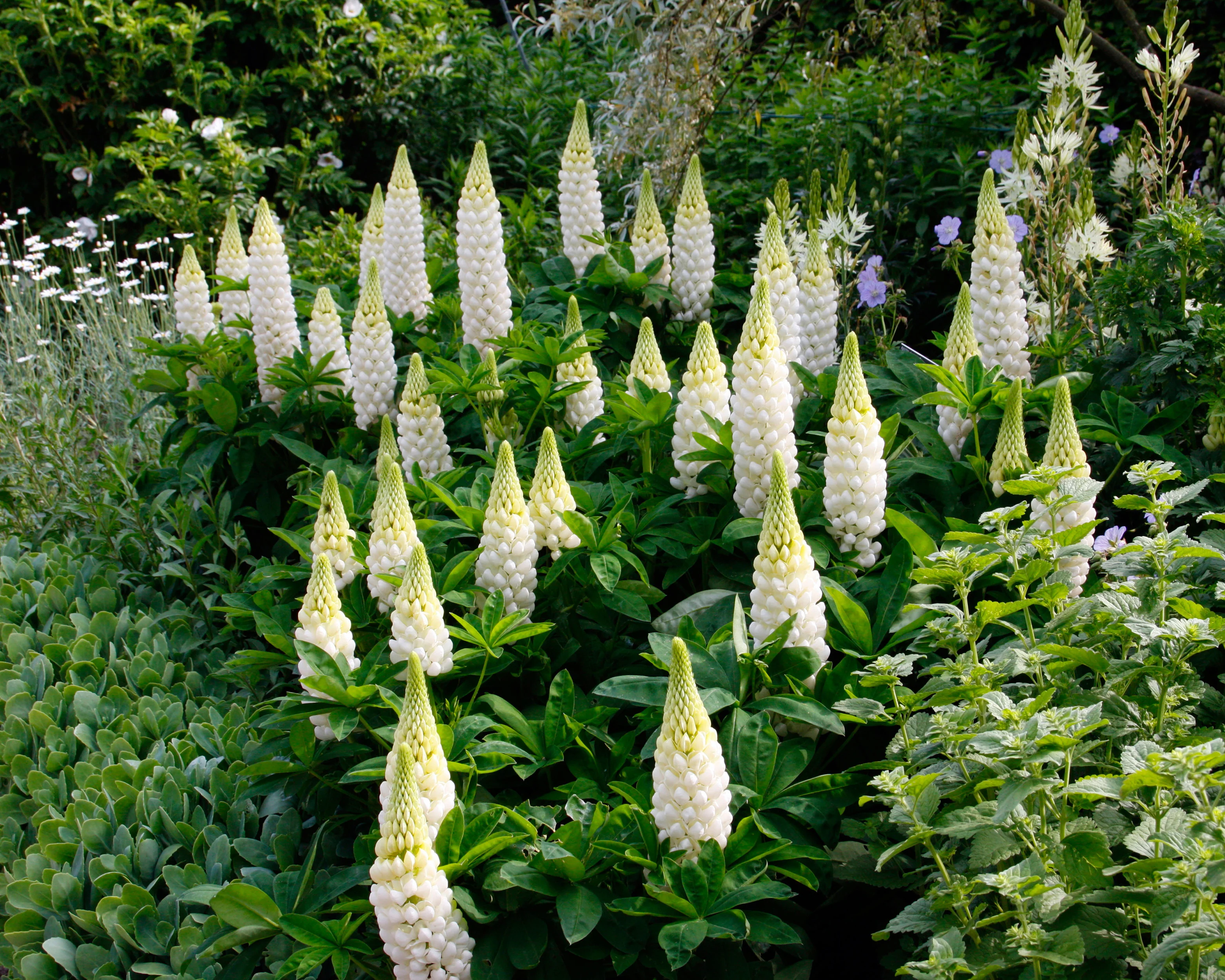 Lupinus 'Polar Princess' - Image 5