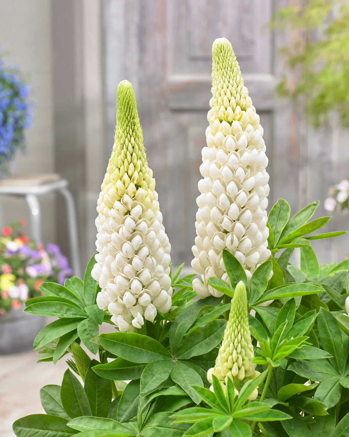 Lupinus 'Polar Princess' - Image 6