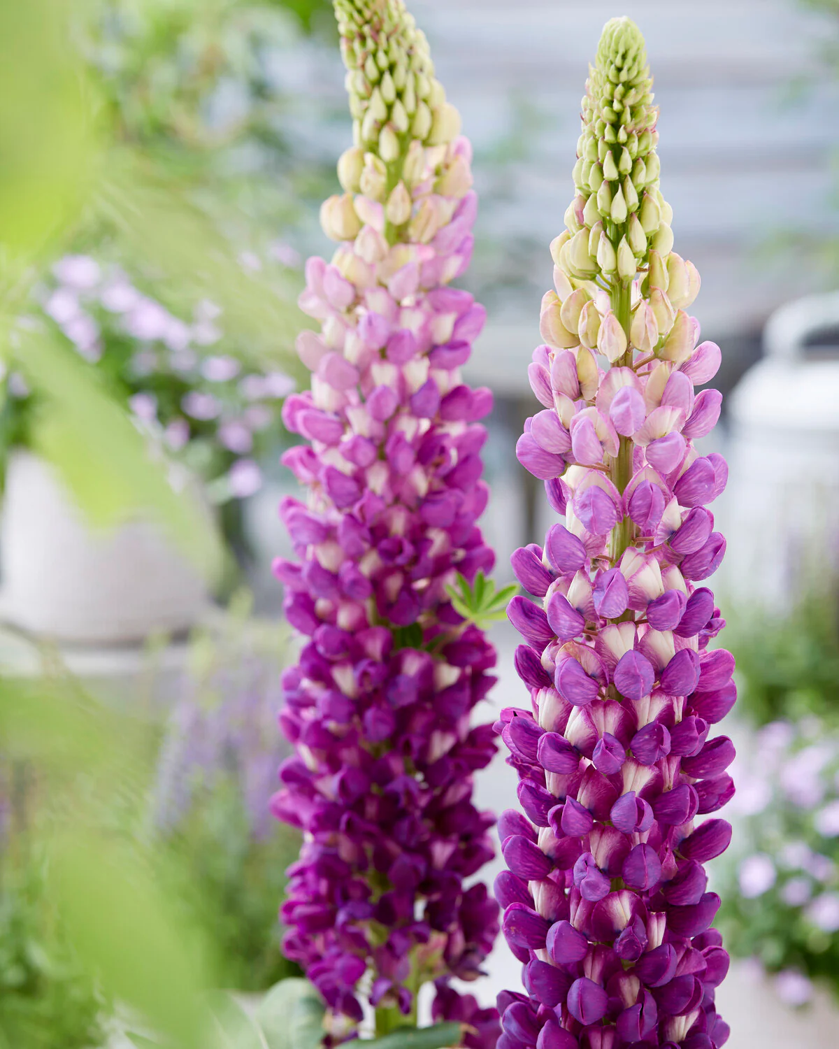 Lupinus 'Shirley Anne' - Image 4