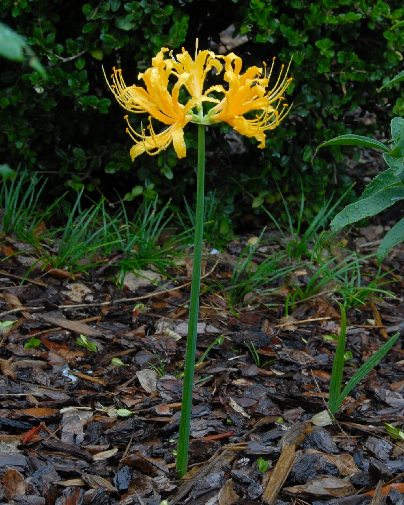 Lycoris aurea - Image 2