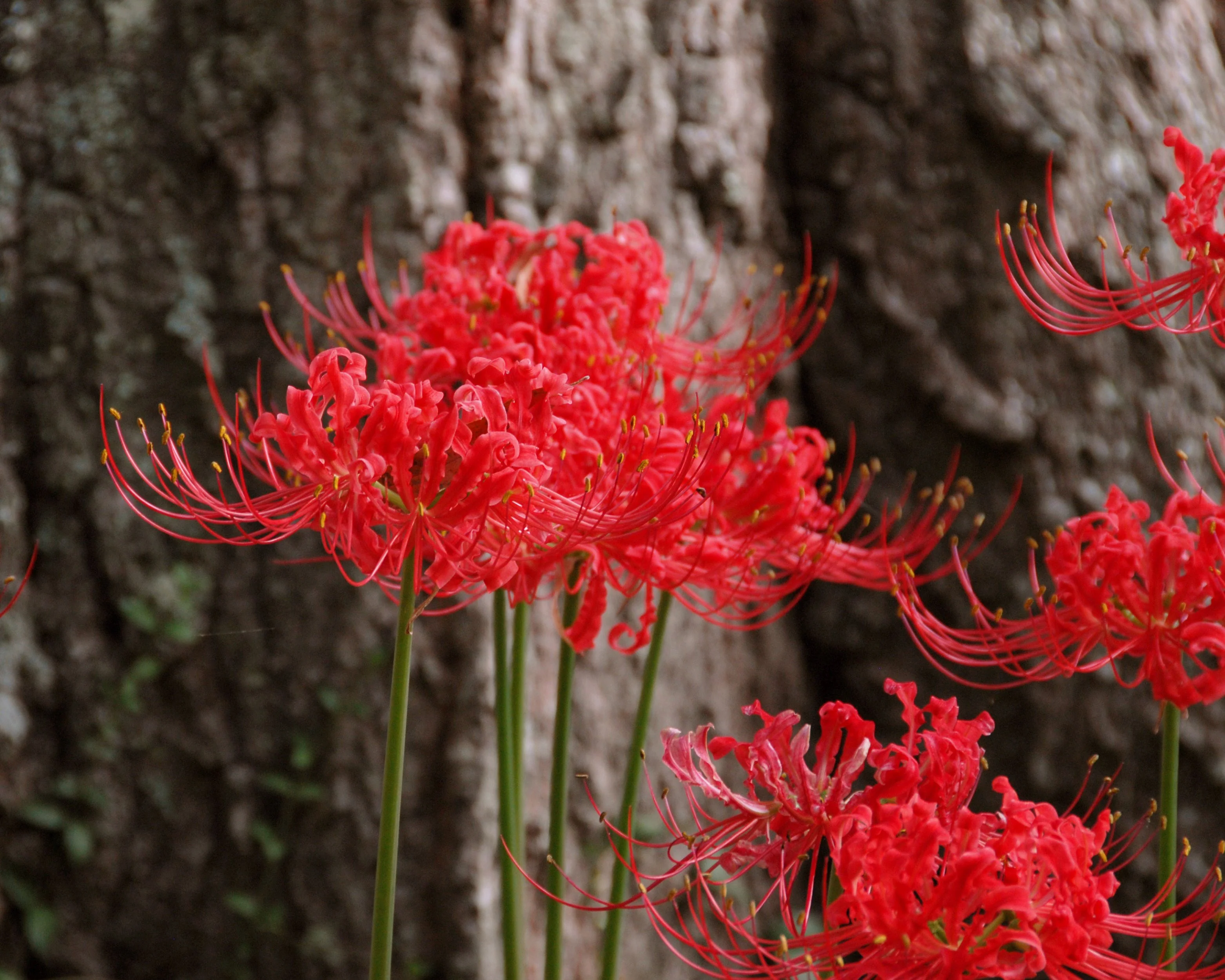 Lycoris radiata - Image 4