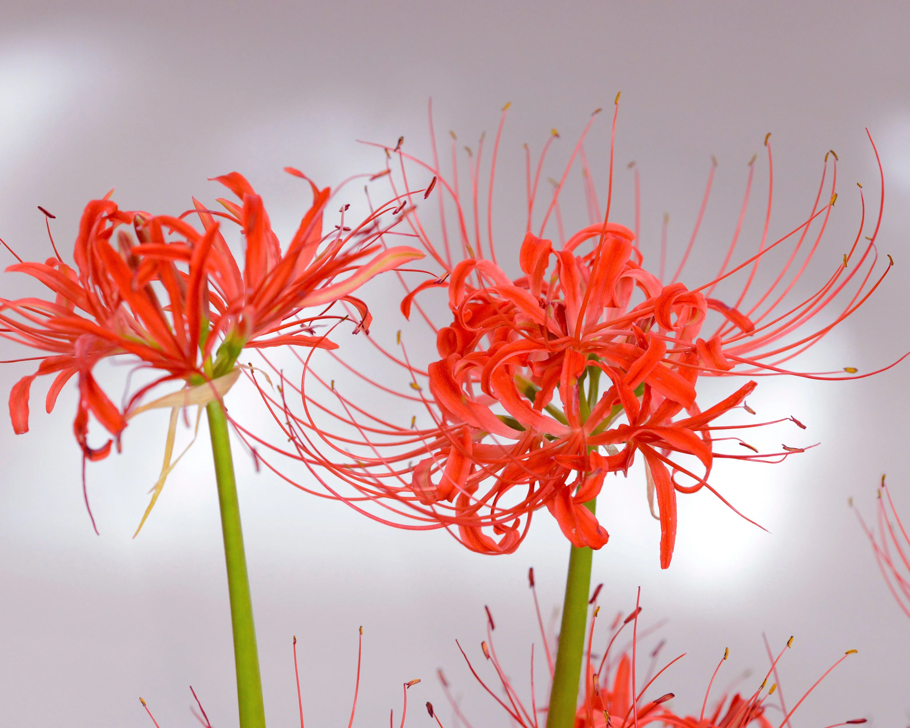Lycoris radiata - Image 6