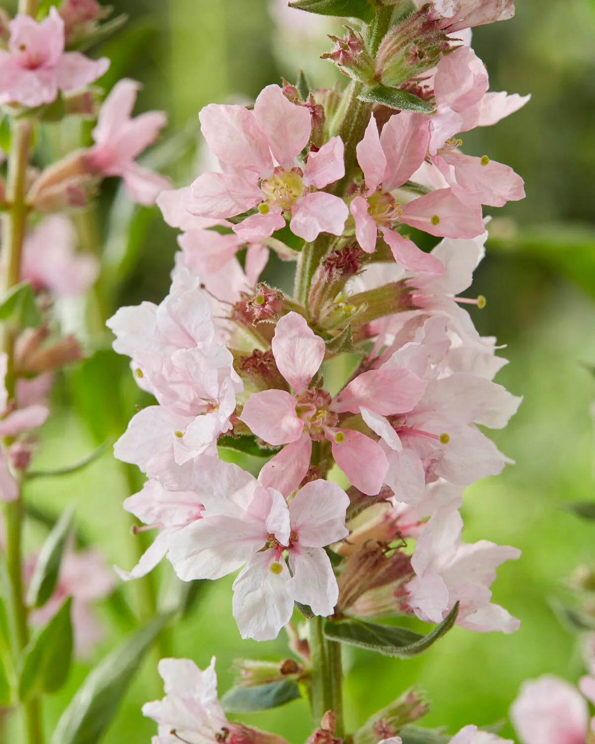 Lythrum 'Blush' - Image 2
