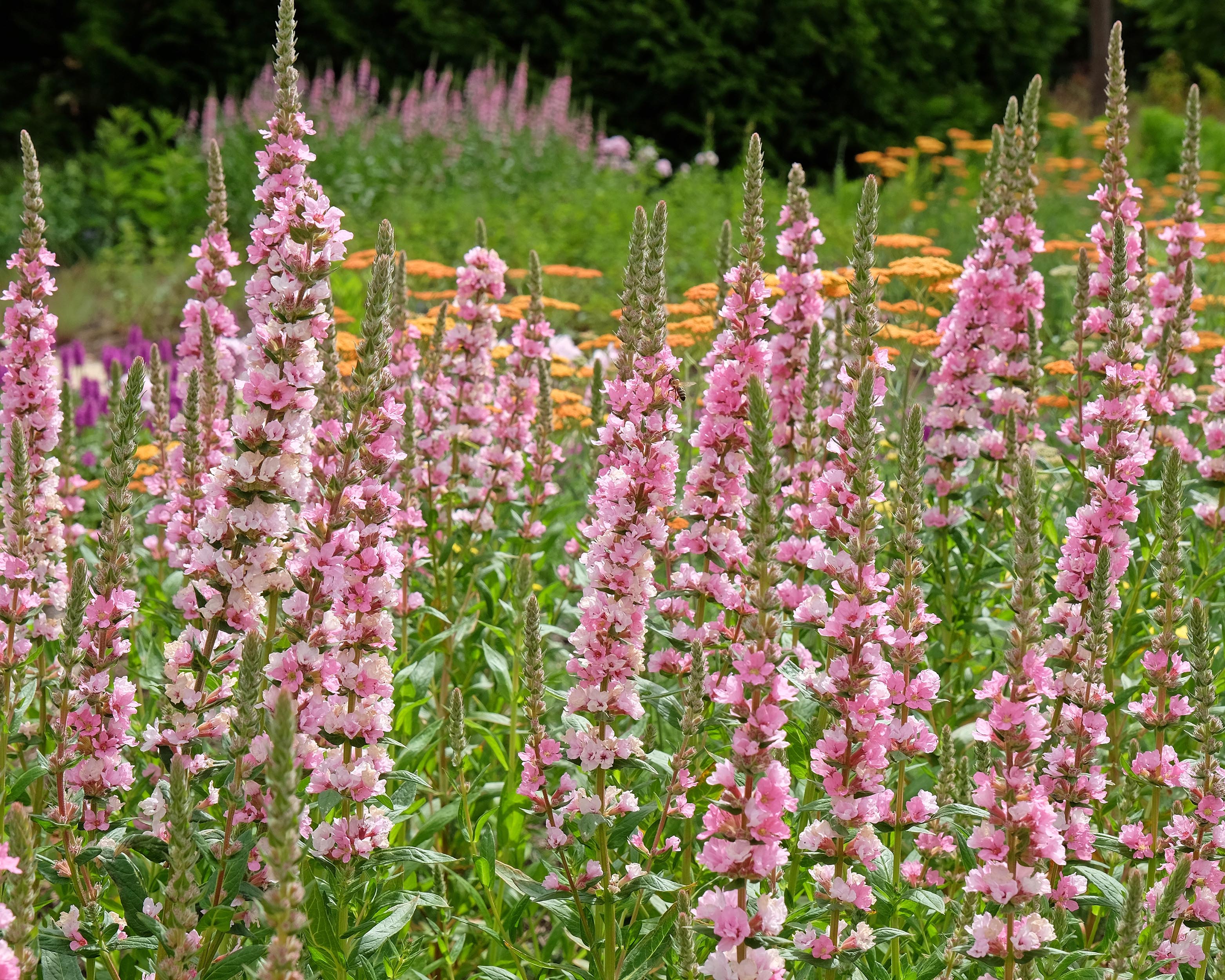 Lythrum 'Blush' - Image 4
