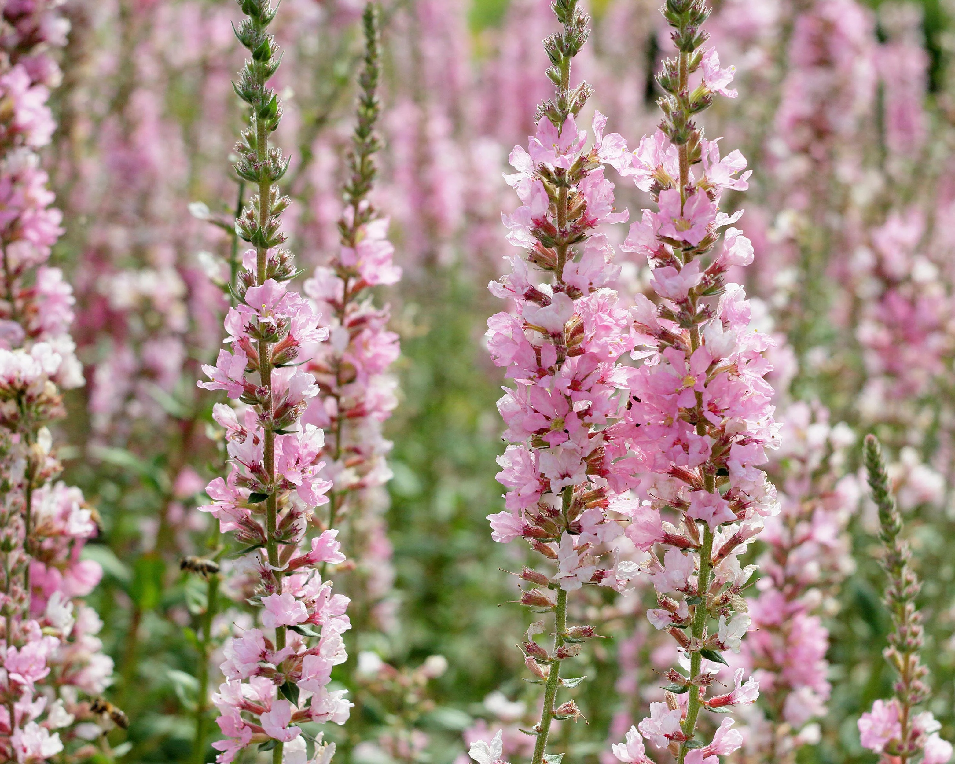 Lythrum 'Blush' - Image 6