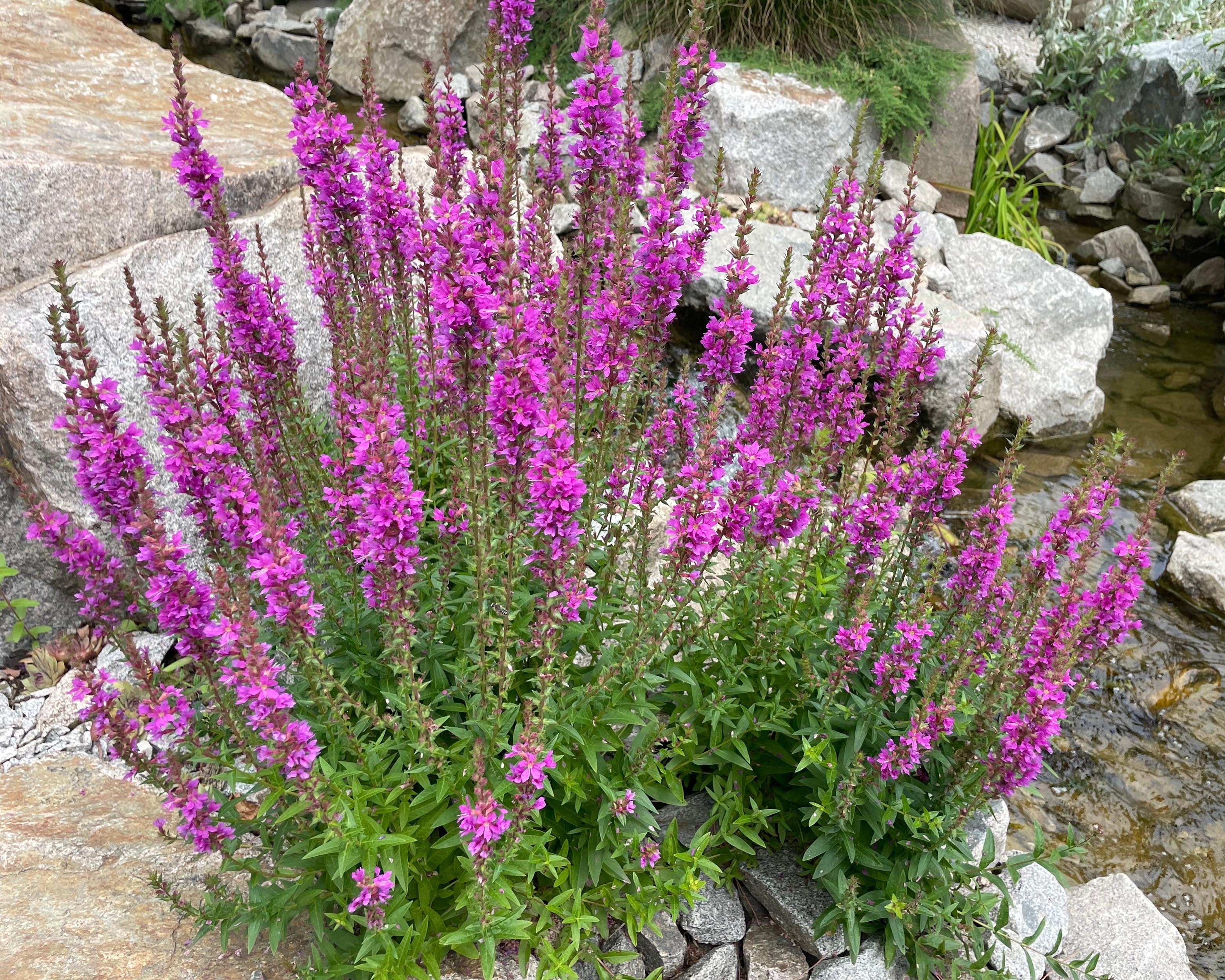 Lythrum 'Lady Sackville' - Image 2