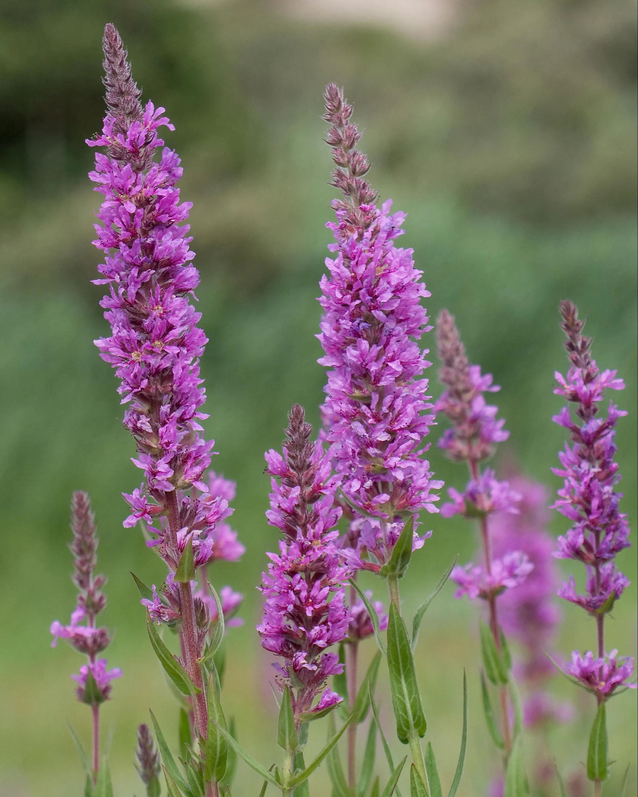 Lythrum 'Lady Sackville' - Image 3