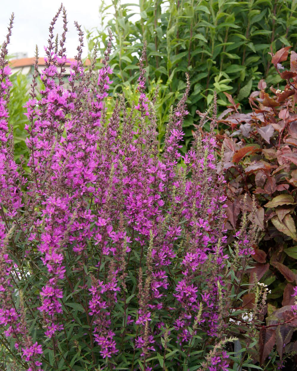 Lythrum 'Lady Sackville' - Image 4