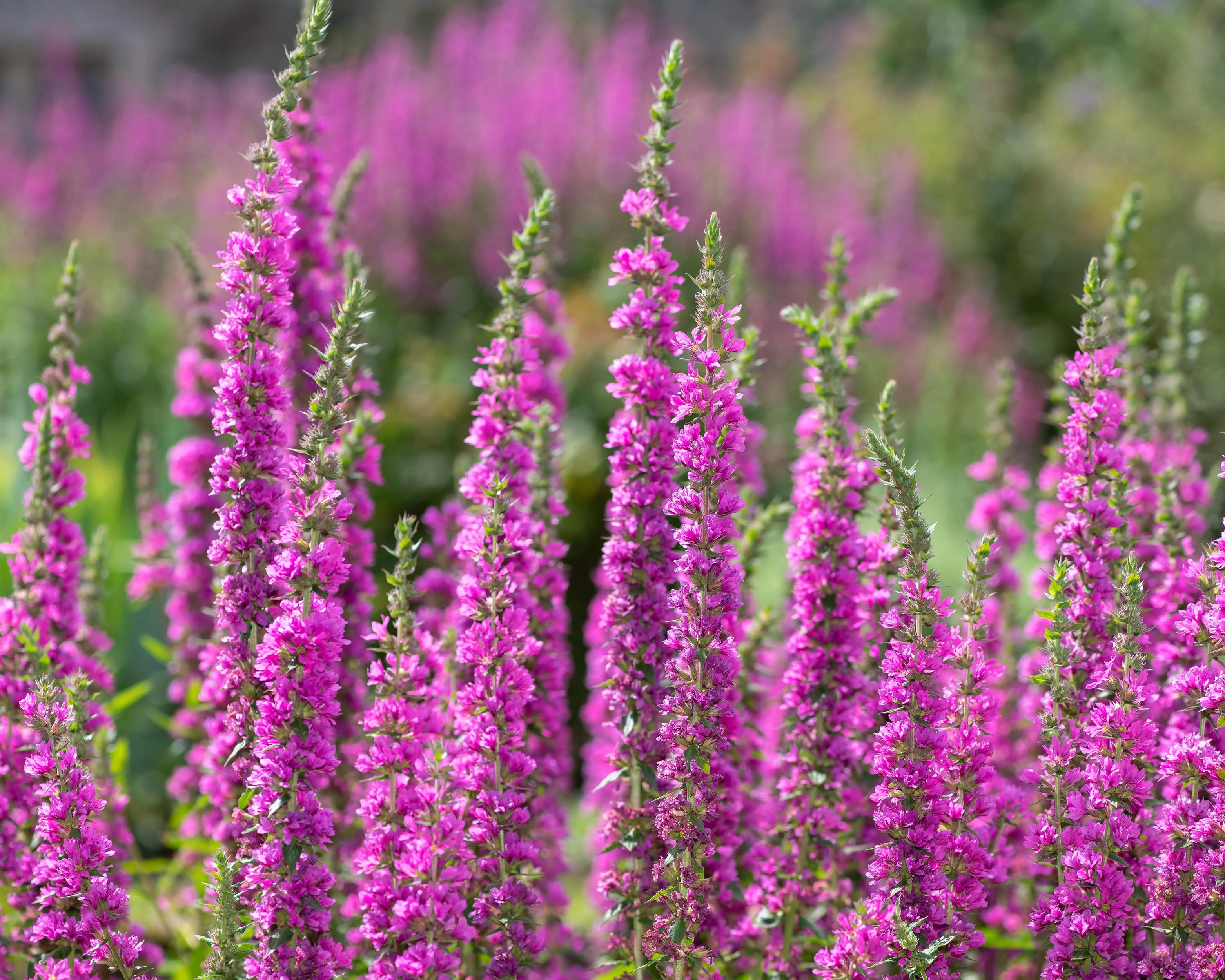Lythrum 'Lady Sackville' - Image 5