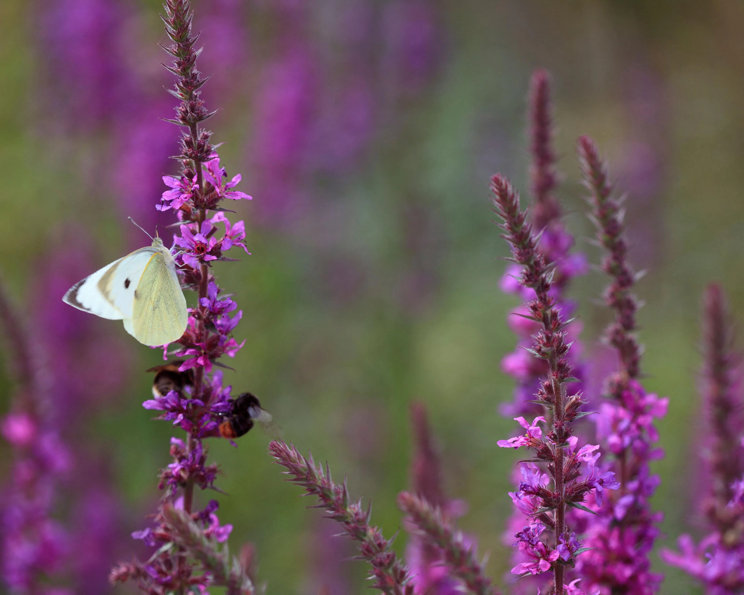 Lythrum 'Lady Sackville' - Image 6