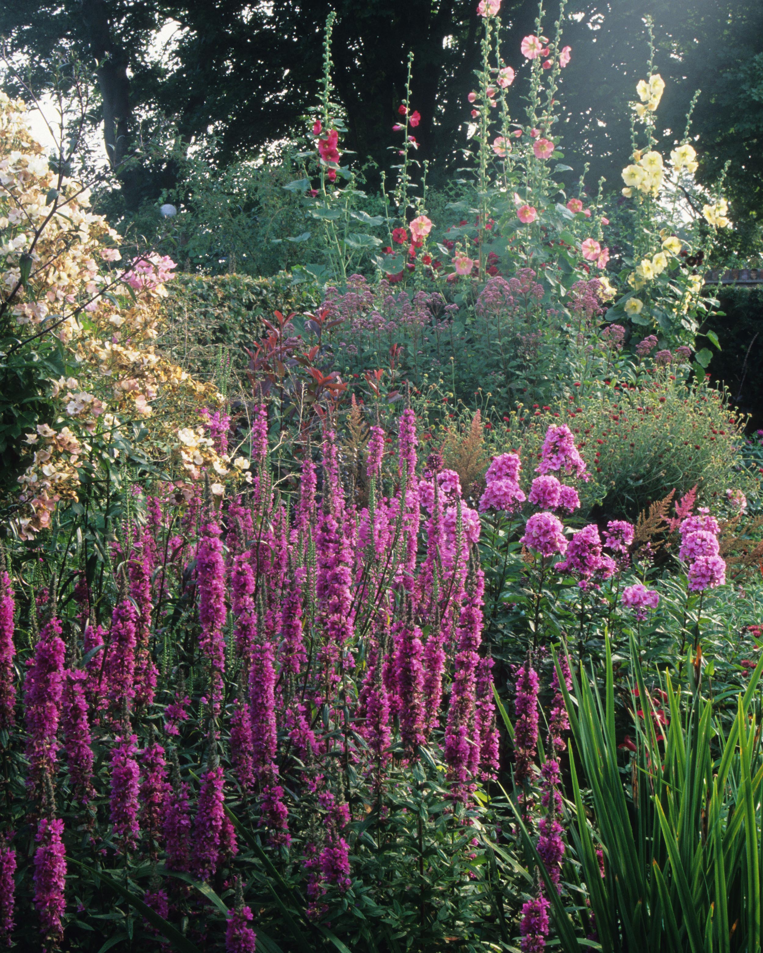 Lythrum 'Lady Sackville' - Image 7
