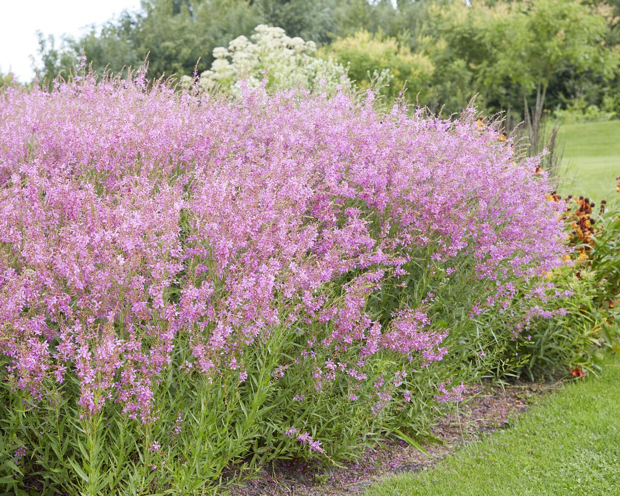 Lythrum 'Swirl' - Image 4