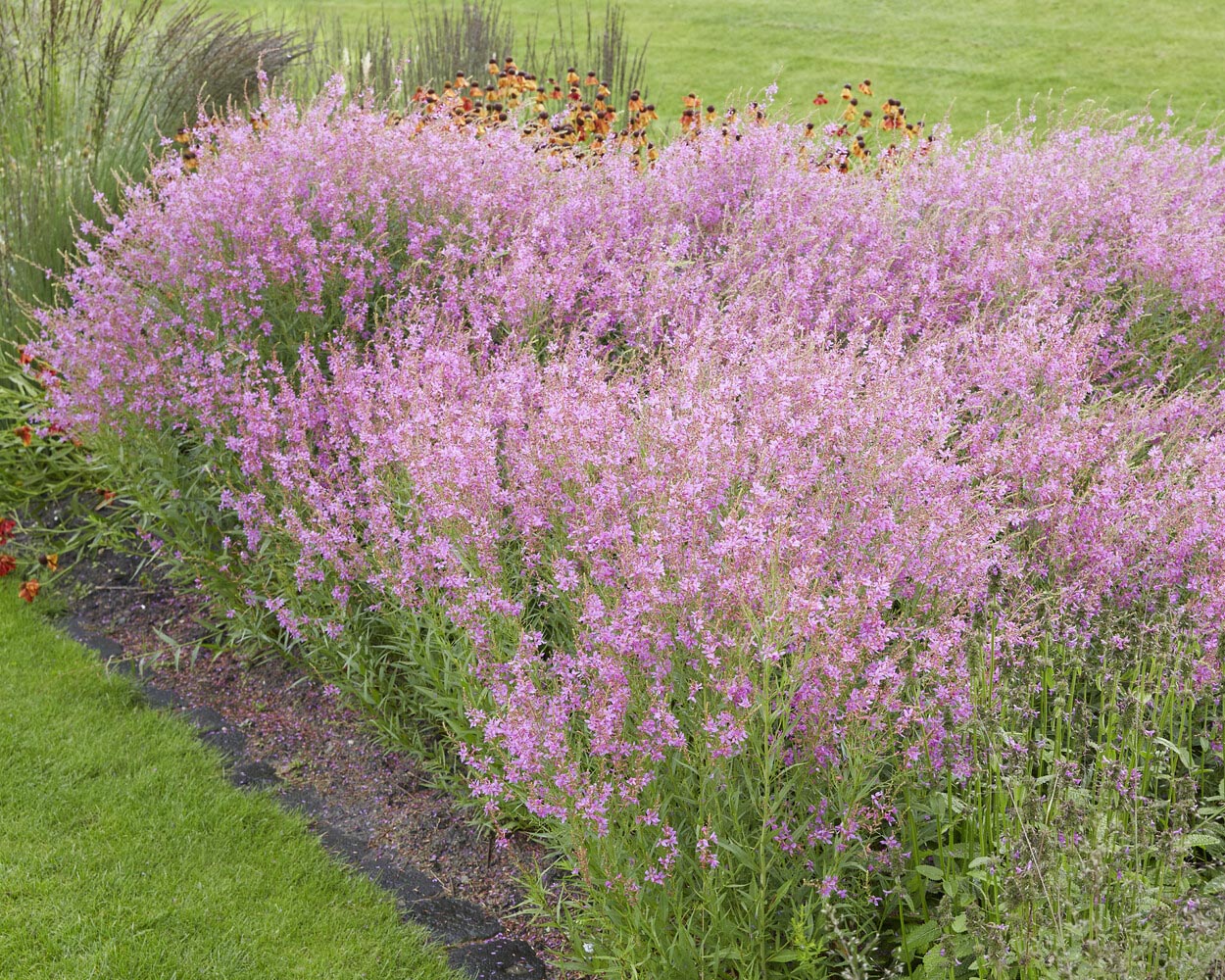 Lythrum 'Swirl' - Image 8
