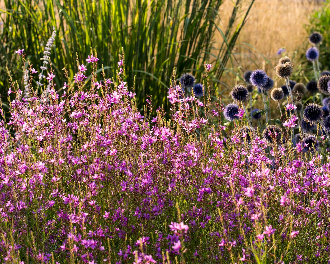 Lythrum 'Swirl' - Image 9