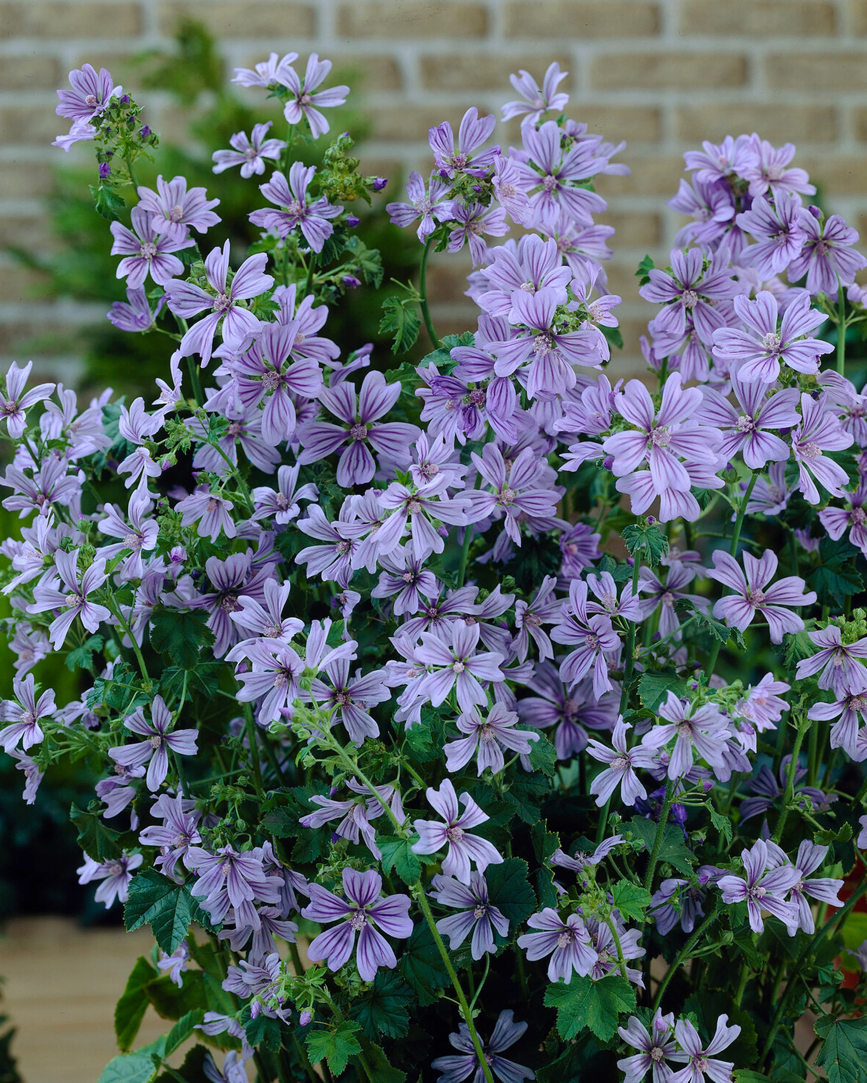 Malva 'Primley Blue' - Image 2