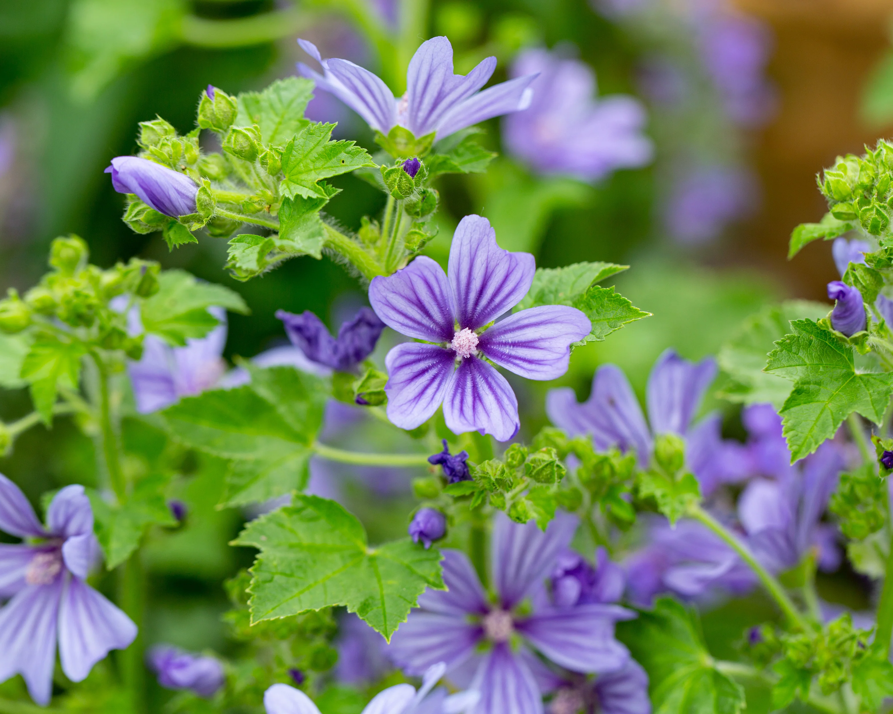 Malva 'Primley Blue' - Image 3