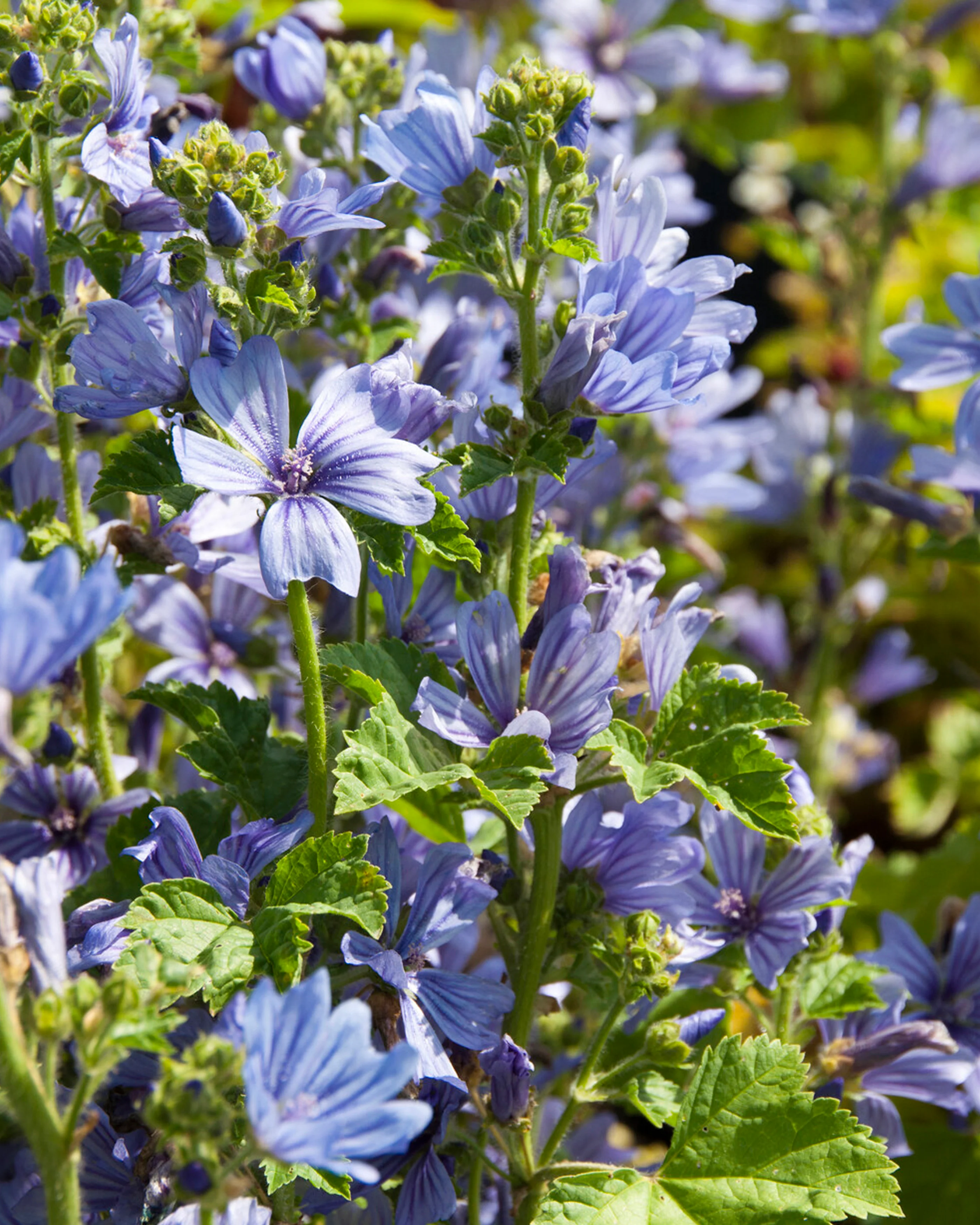 Malva 'Primley Blue' - Image 5