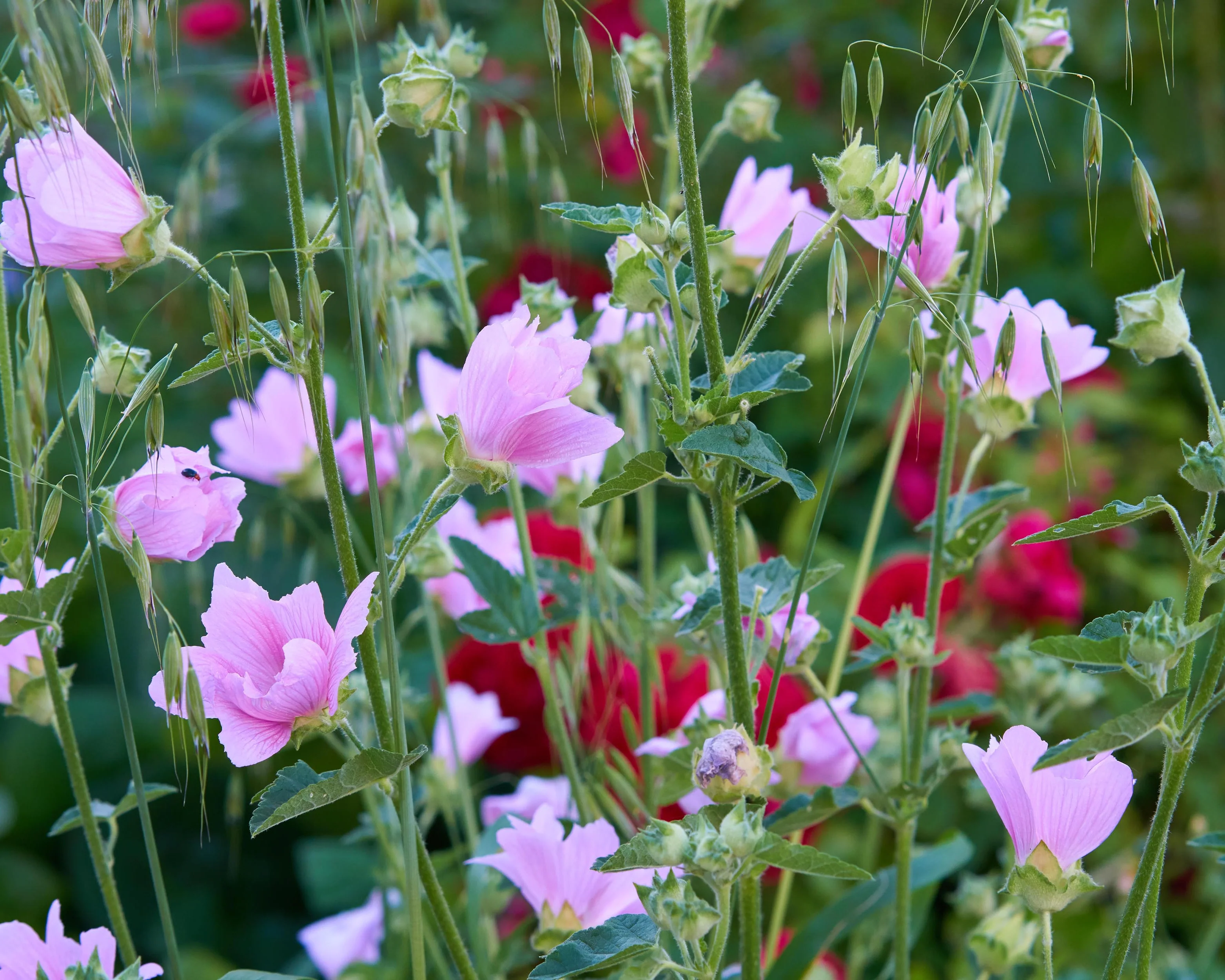 Malva thuringiaca - Image 2
