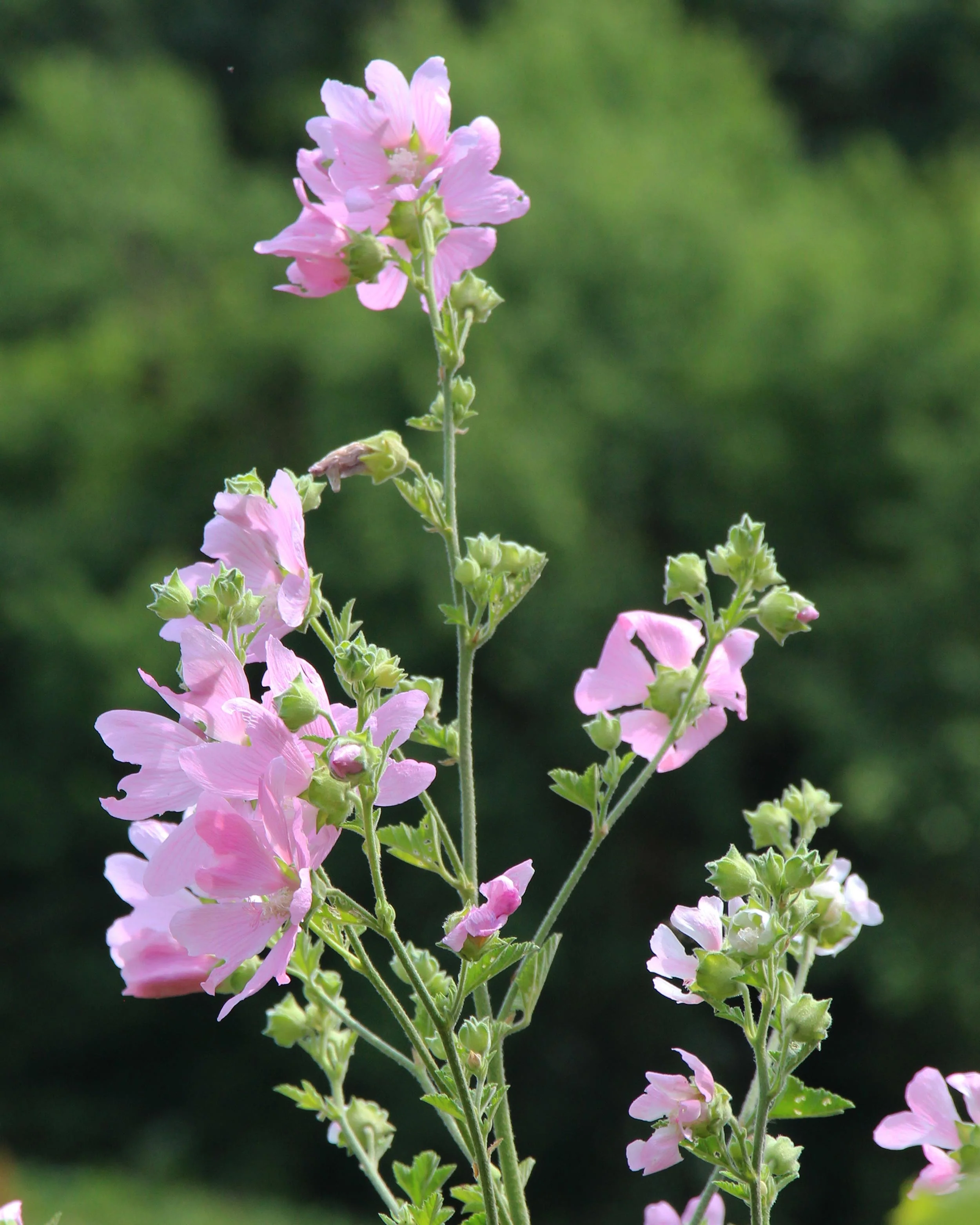Malva thuringiaca - Image 4