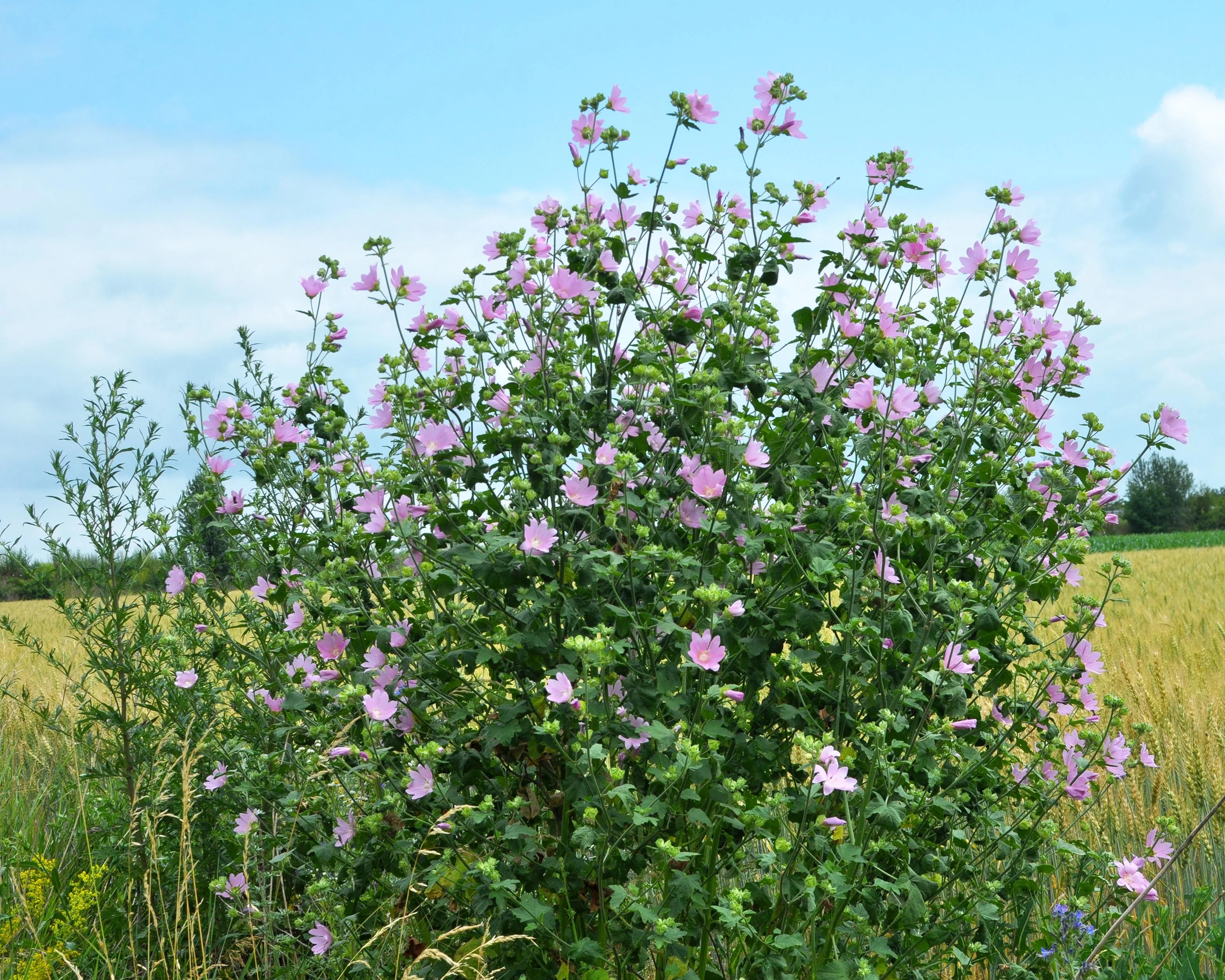 Malva thuringiaca - Image 5