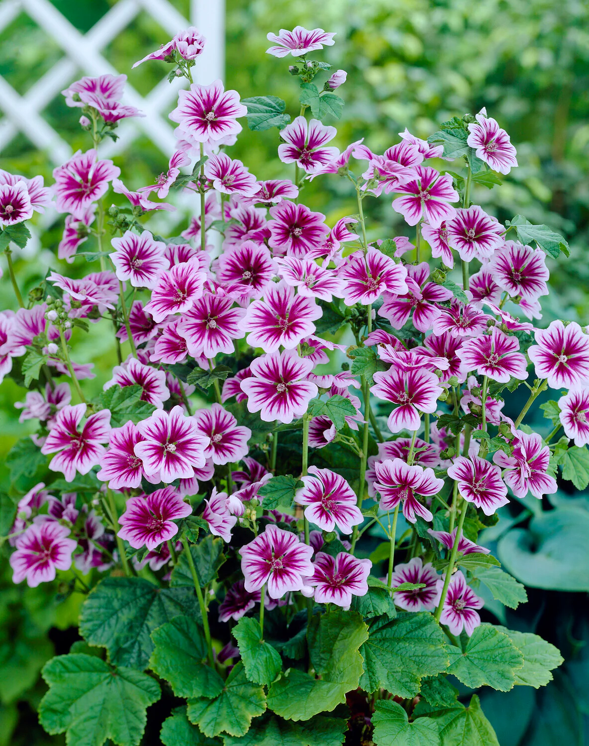 Malva 'Zebrina' - Image 6