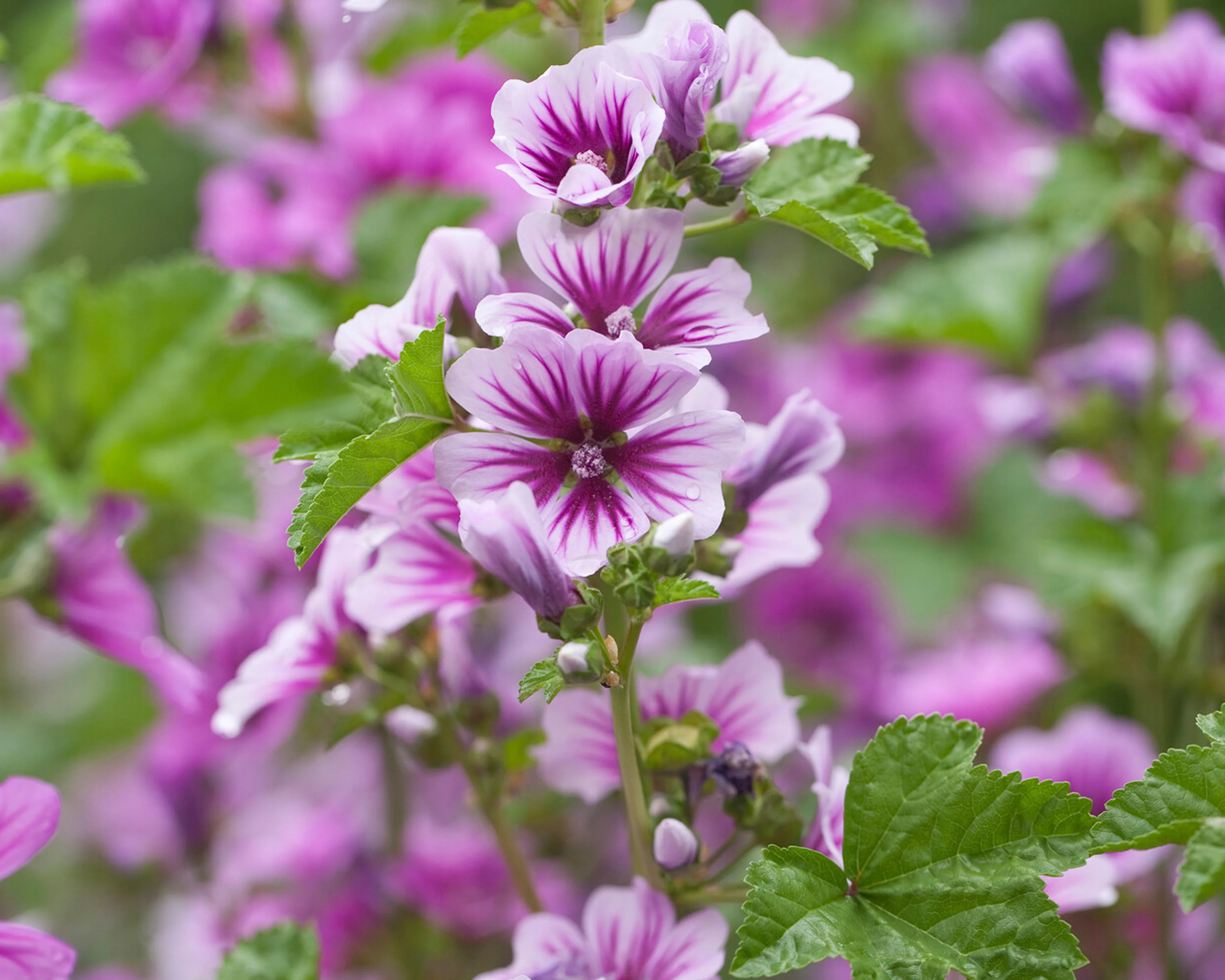 Malva 'Zebrina' - Image 8