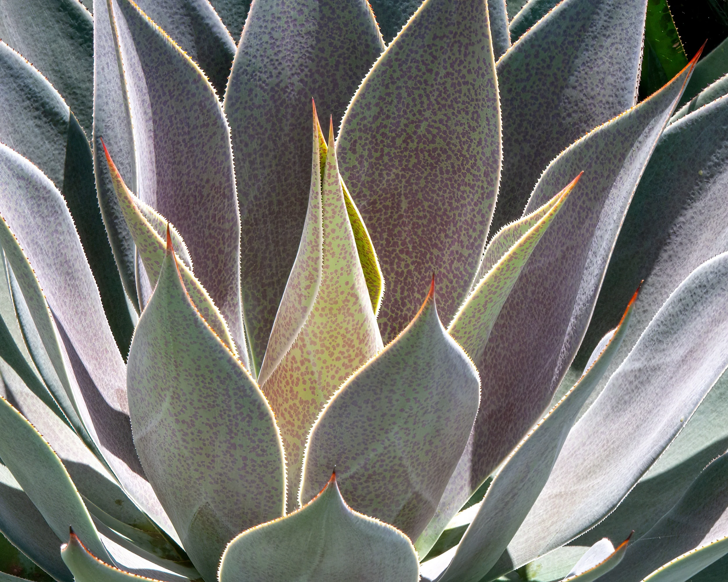 Mangave 'Lavender Lady' - Image 10