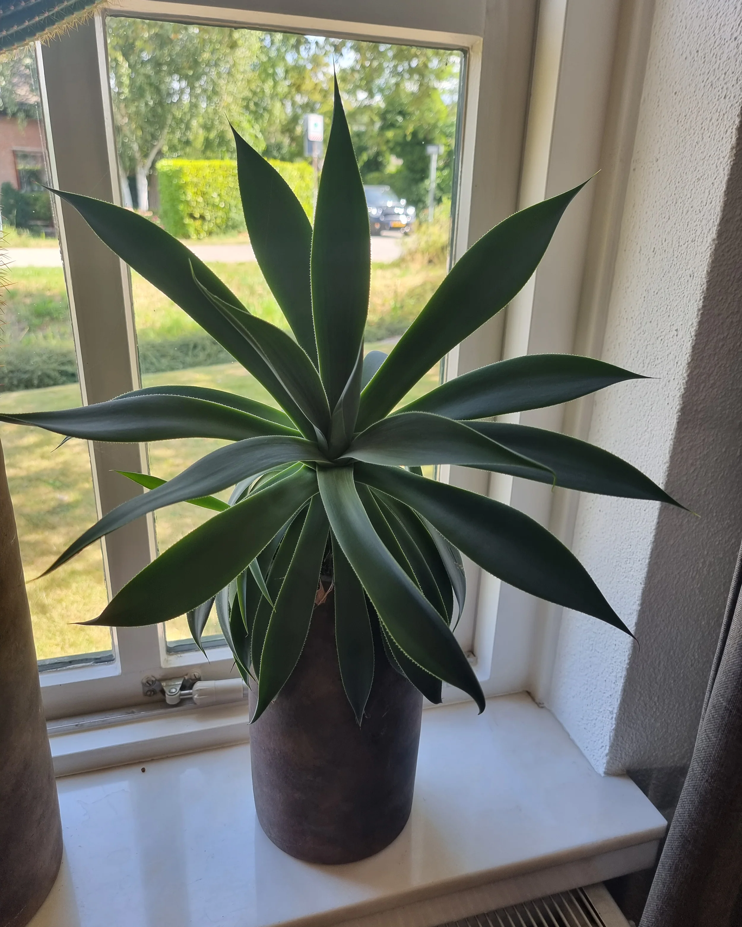 Mangave 'Lavender Lady' - Image 16