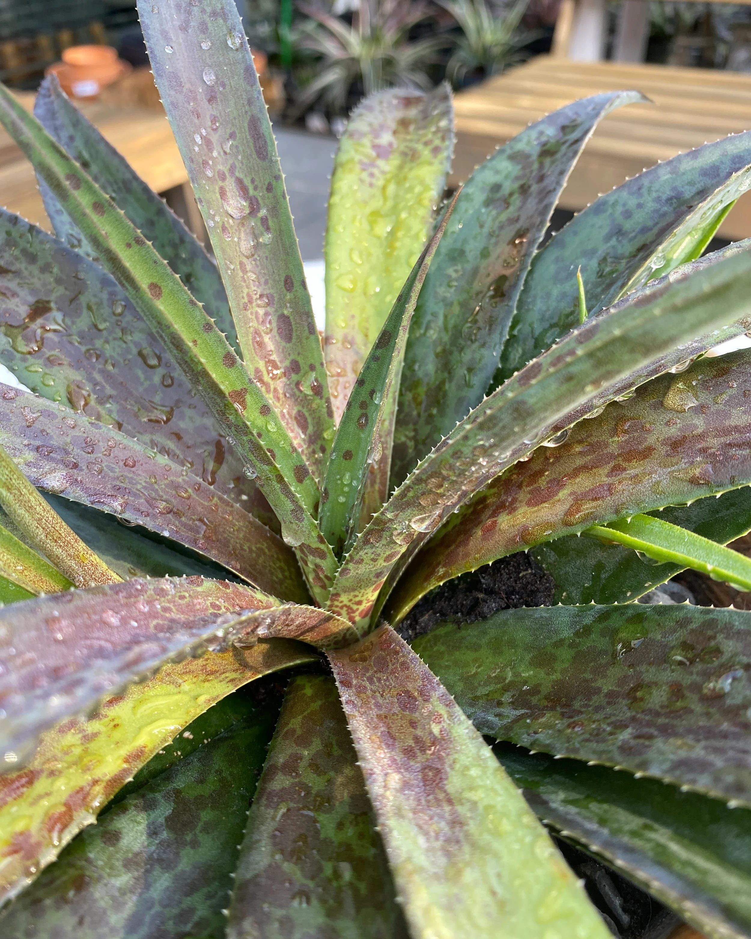 Mangave 'Pineapple Express' - Image 5