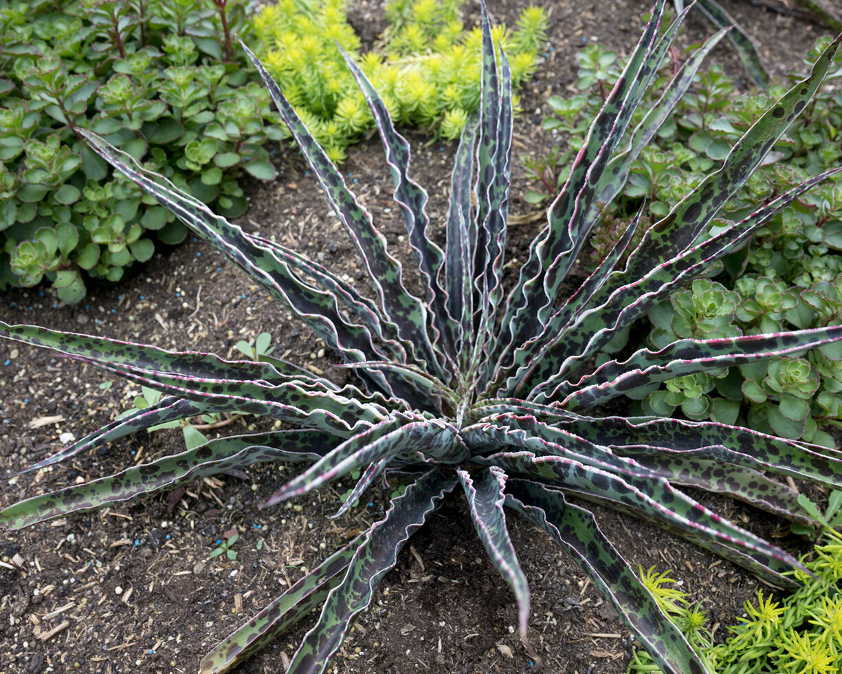 Mangave 'Pineapple Express' - Image 6