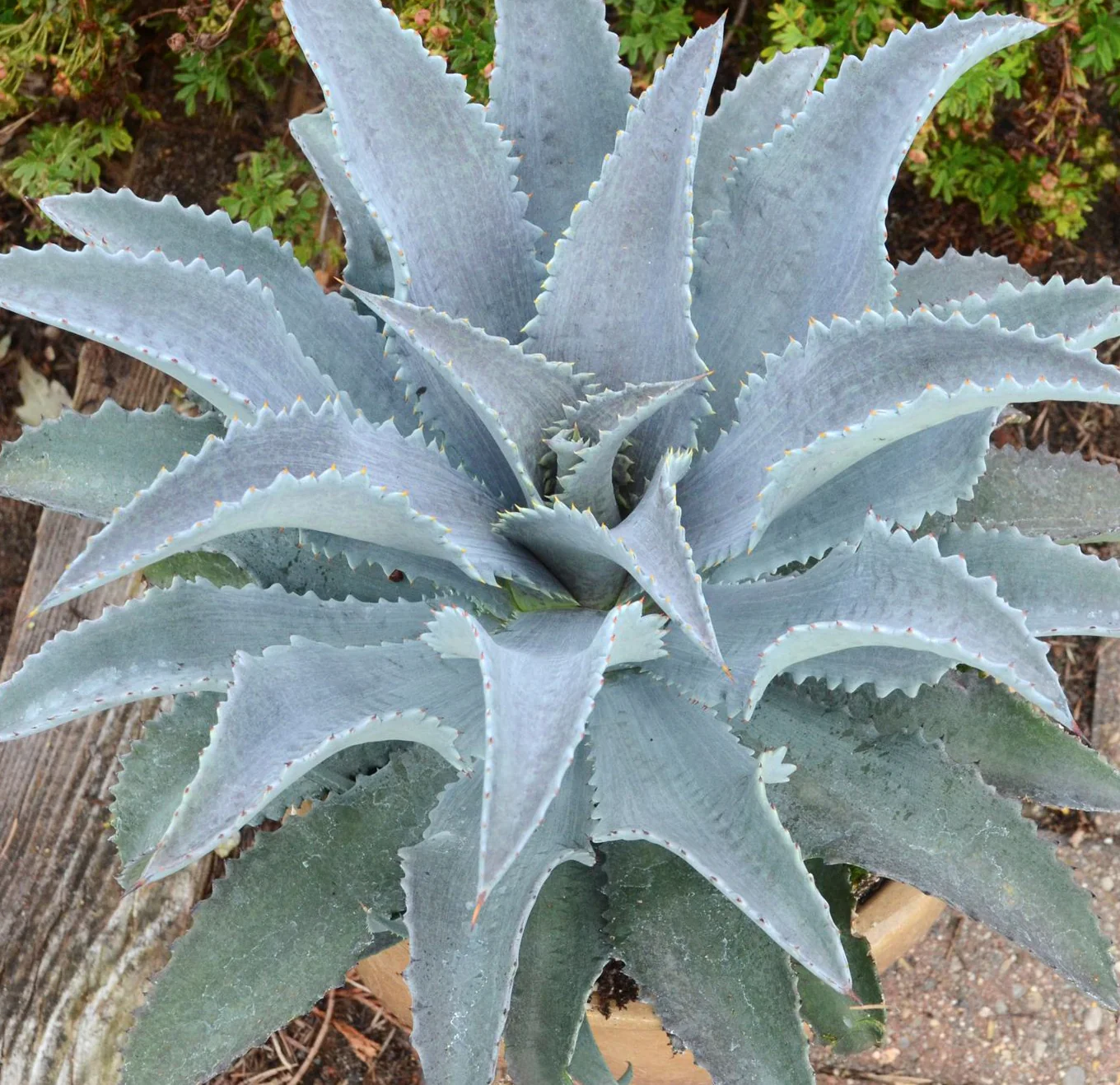 Mangave 'Silver Fox' - Image 11