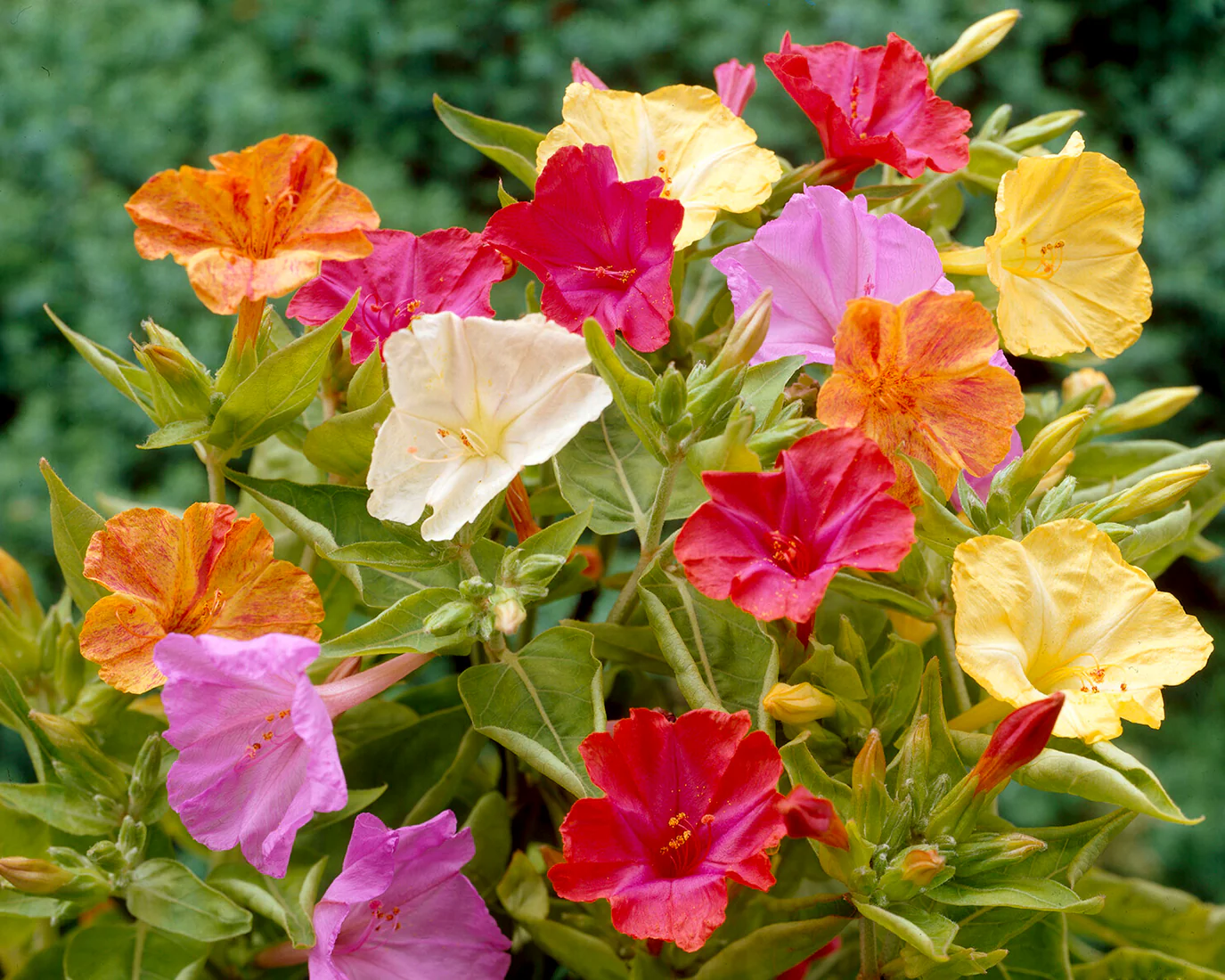 Mirabilis jalapa - Image 2