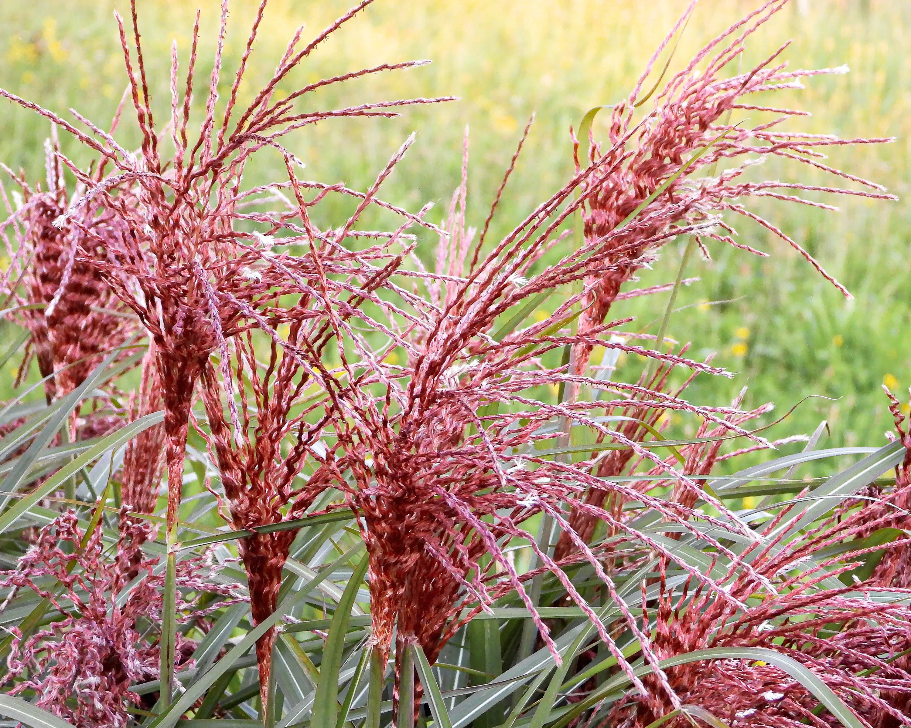 Miscanthus 'Boucle' - Image 10