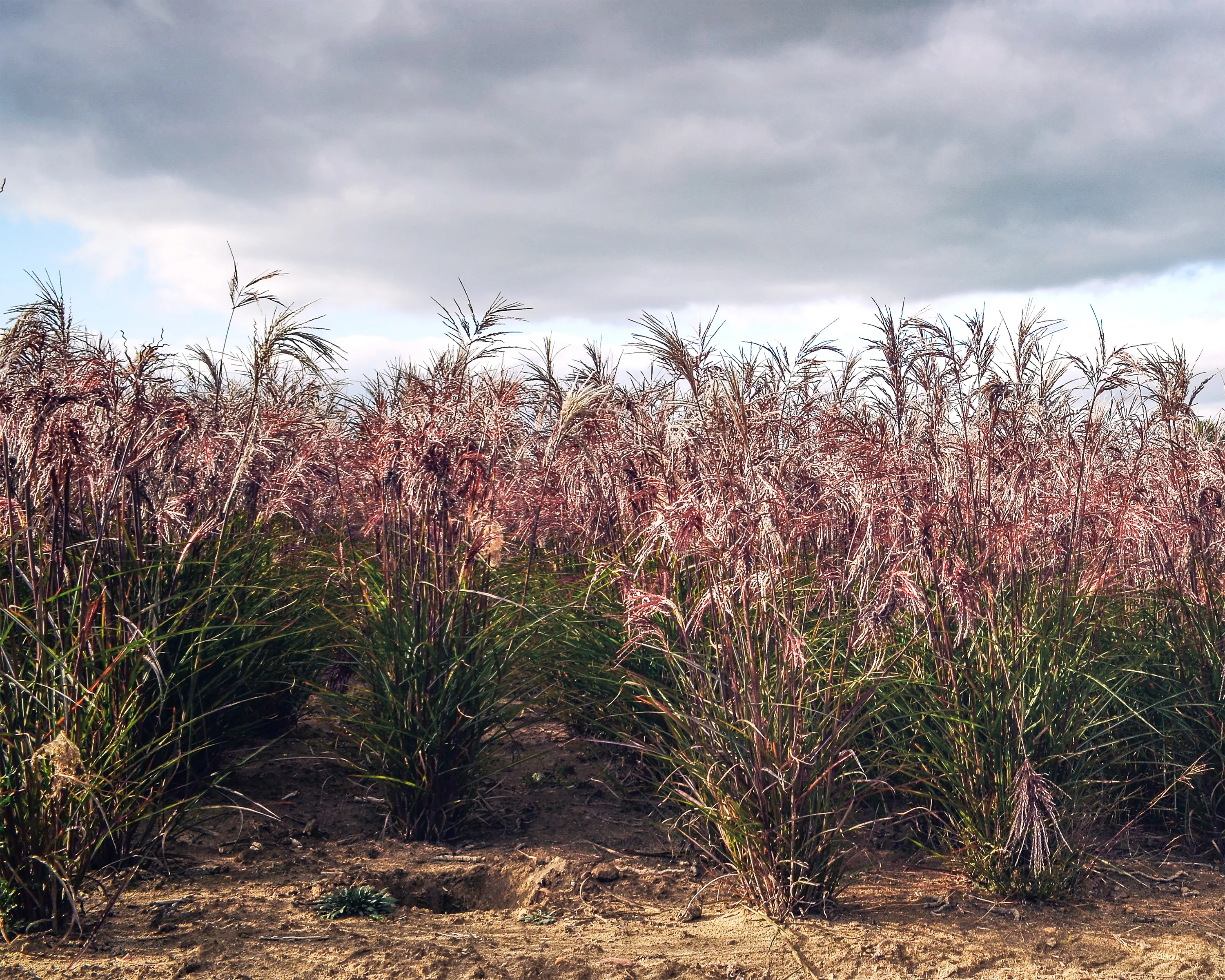 Miscanthus 'Boucle' - Image 11