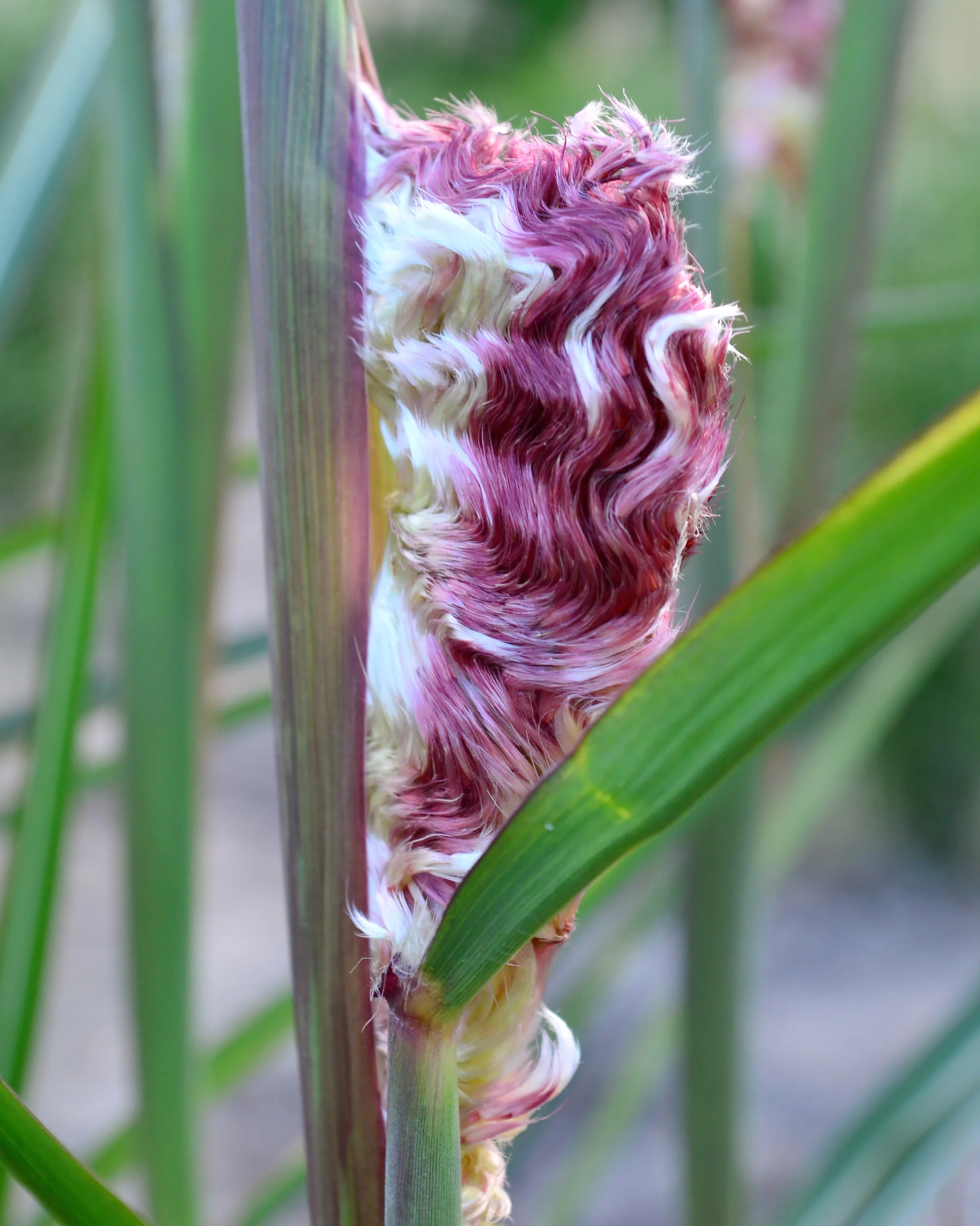 Miscanthus 'Boucle' - Image 2