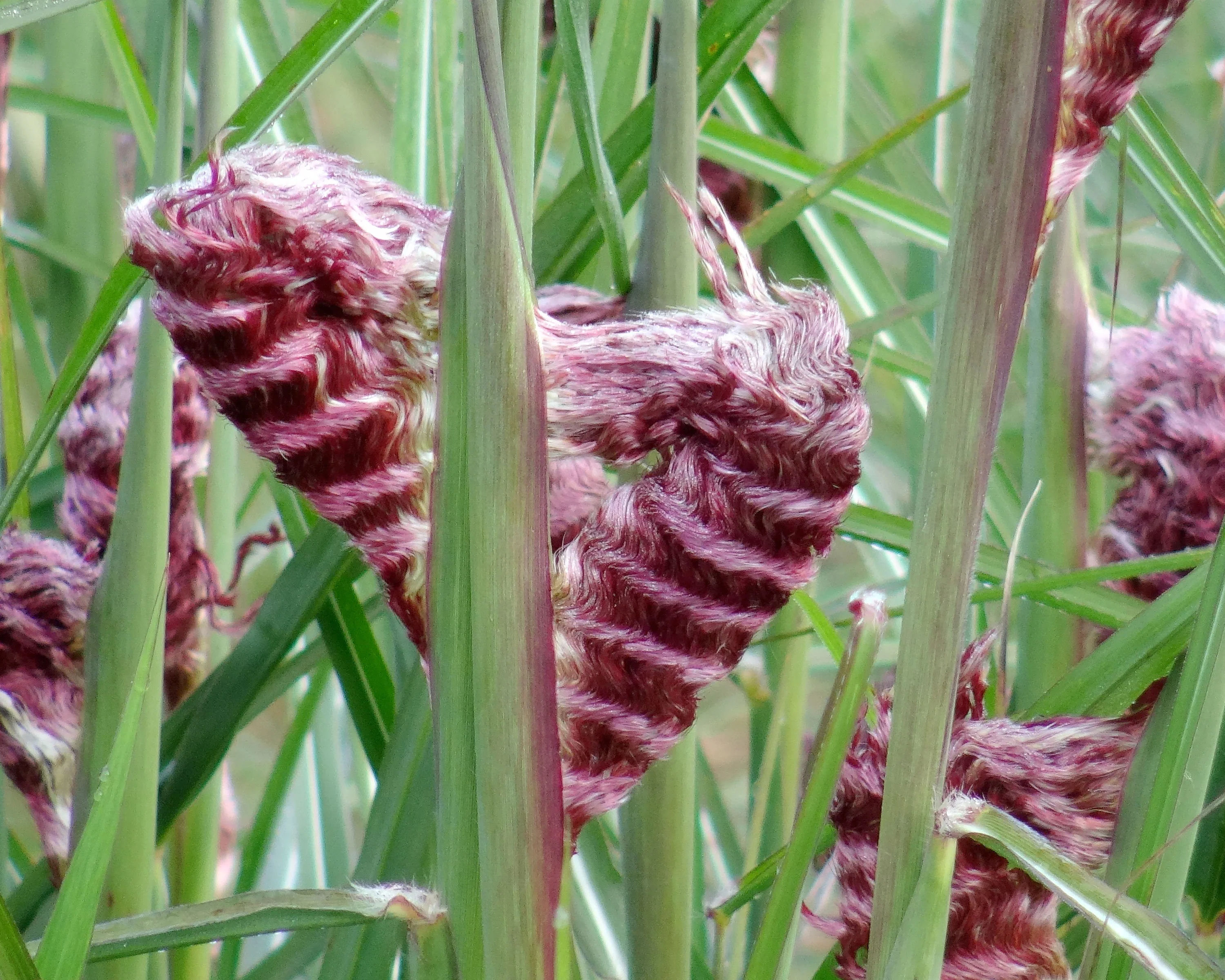 Miscanthus 'Boucle' - Image 6
