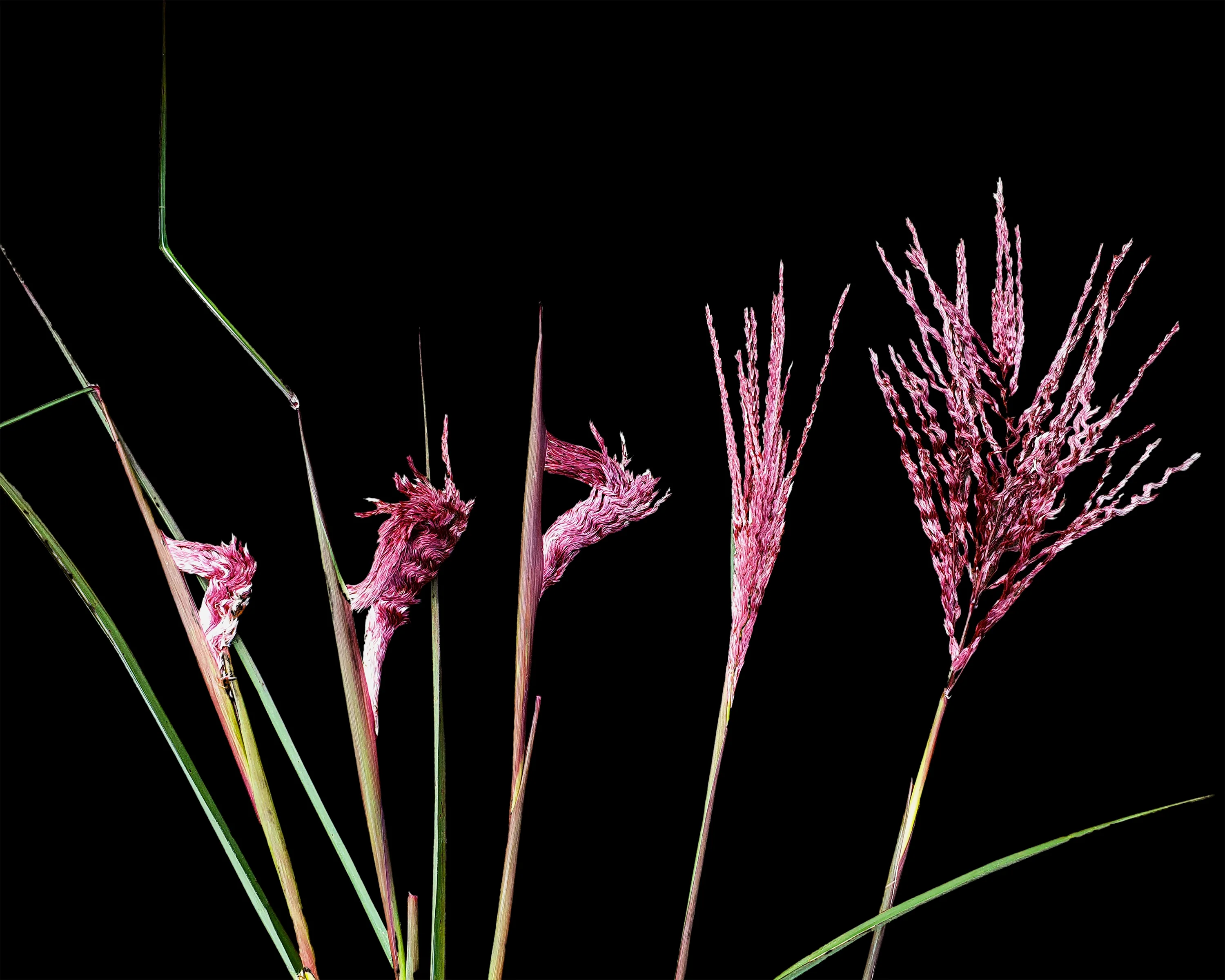 Miscanthus 'Boucle' - Image 8