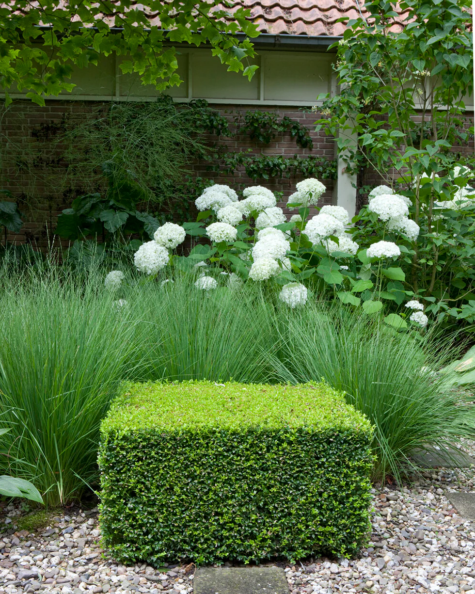 Miscanthus 'Gracillimus' - Image 3