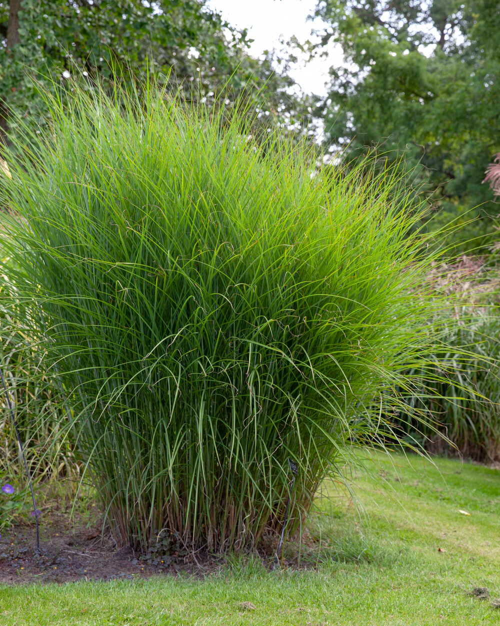 Miscanthus 'Gracillimus' - Image 5